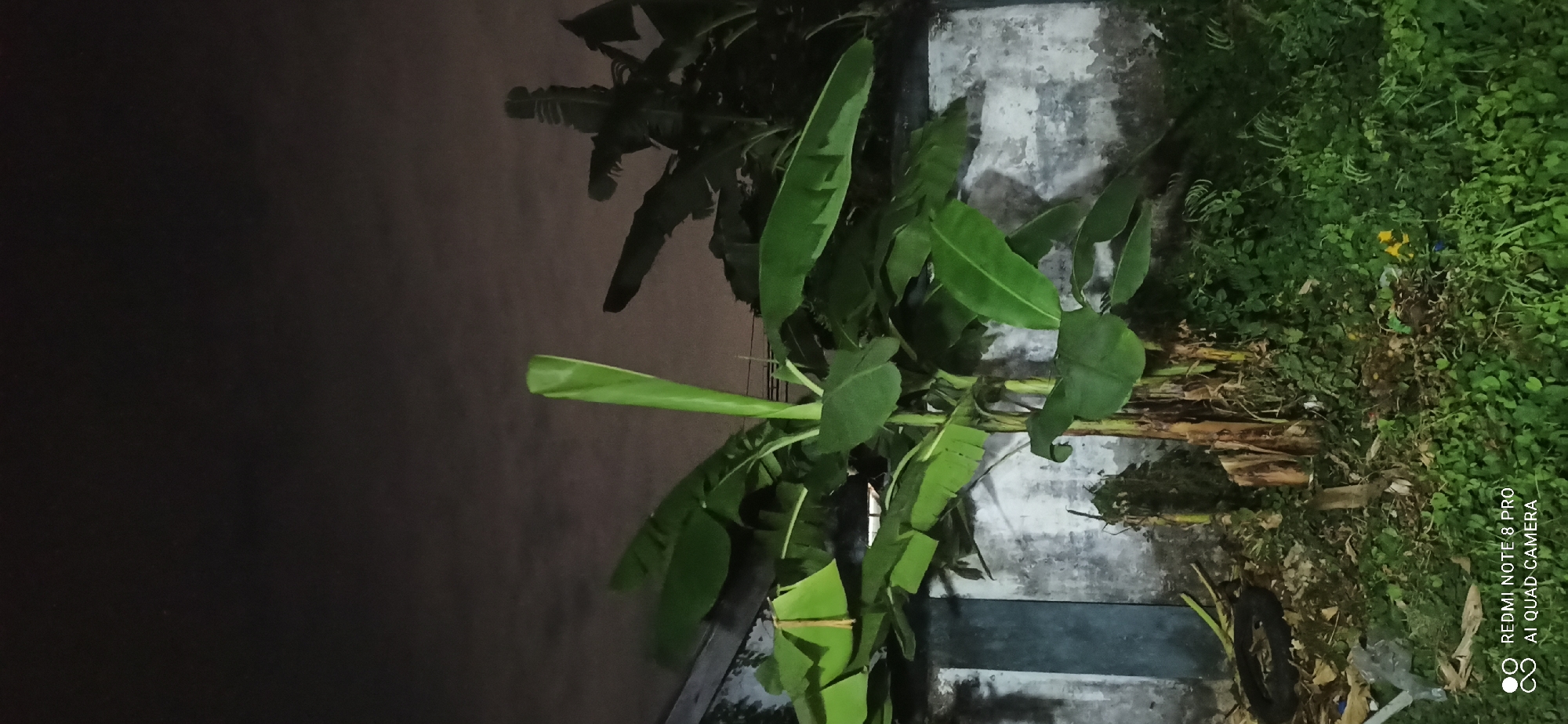 The image captures a banana tree at night in Sedati Agung, Indonesia. The tree stands prominently in the foreground, with its large green leaves illuminated by what appears to be artificial light, creating shadows against a rough, weathered wall behind it. The wall is textured and shows signs of age and possible neglect, with some discoloration and patches of moss or grime. To the left of the banana tree, a portion of a building or structure is visible, with a dark vertical element that might be a window frame or a utility pole. The ground around the banana tree is covered in dense green foliage, possibly weeds or low-lying plants, with some debris scattered at the base of the tree, including what looks like a discarded tire. The sky above is dark and overcast, typical of nighttime conditions, with faint clouds visible. The overall scene suggests an outdoor urban or semi-urban environment, likely a backyard or an alleyway. A small, barely visible yellow flower is nestled within the green undergrowth near the center-right of the image. In the bottom left corner, a watermark indicates "REDMI NOTE 8 PRO AI QUAD CAMERA". There are no people or animals present in the frame.