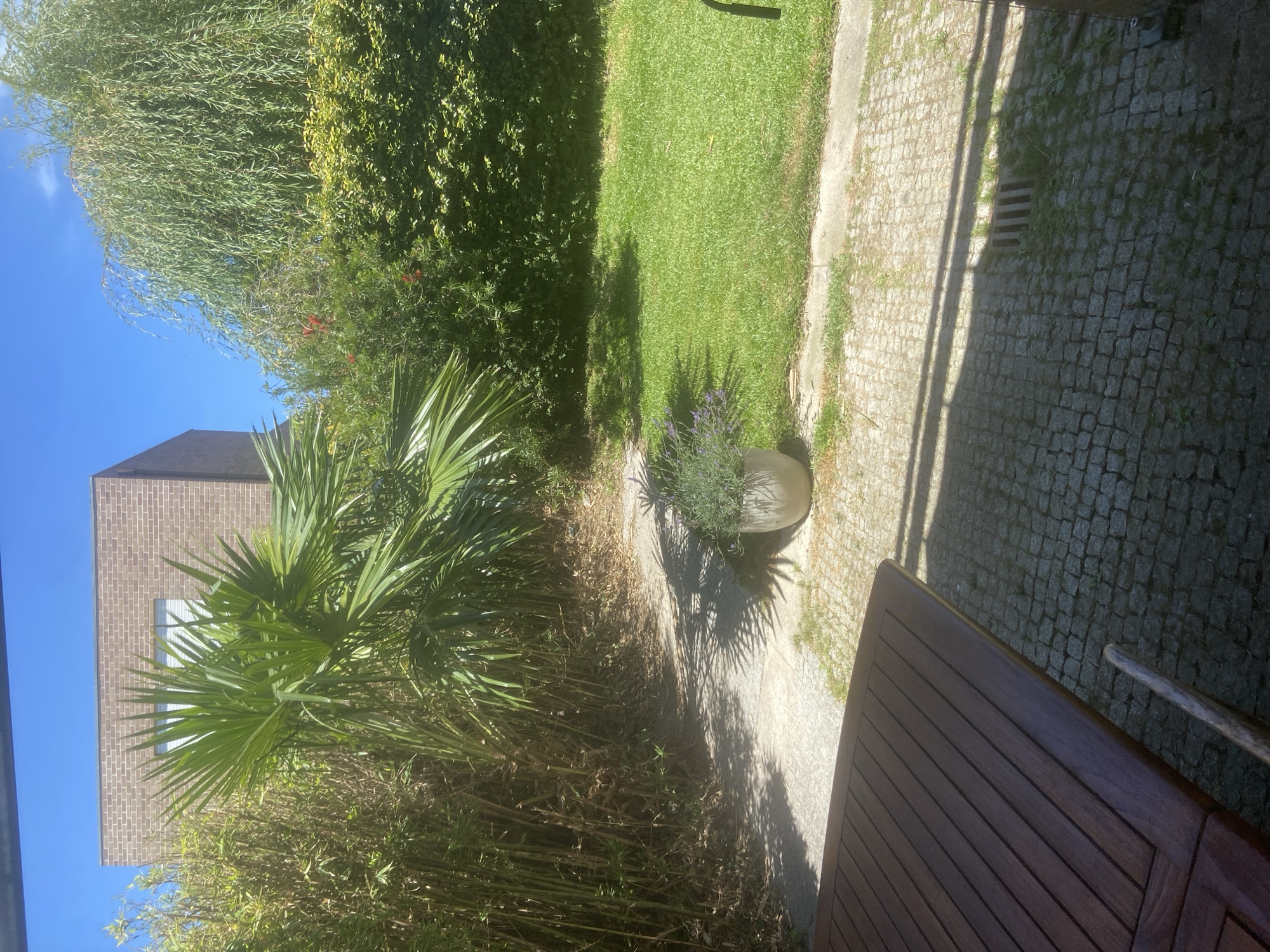 The image depicts a sunlit outdoor scene in Matosinhos, Portugal. The setting appears to be a garden adjacent to a building. In the foreground, a portion of a dark wooden table with a slatted surface is visible. The middle ground features a paved walkway made of cobblestones, bordered by a strip of green grass and some scattered weeds. To the left of the walkway, lush green foliage is prominent, including a palm tree with distinctive fronds and a denser section of bamboo or similar tall, slender plants. Further back, a manicured lawn stretches out, also with some shadows cast upon it. A large, light-colored planter containing purple flowers, possibly lavender, sits on the edge of the paved area. A brick building with a window is partially visible behind the foliage on the left side of the image. The background is dominated by a bright blue sky. The scene suggests a warm, sunny day, likely late morning or early afternoon, given the strong shadows. No people or specific events are depicted. The overall impression is one of a well-maintained garden space, possibly a patio or backyard area.