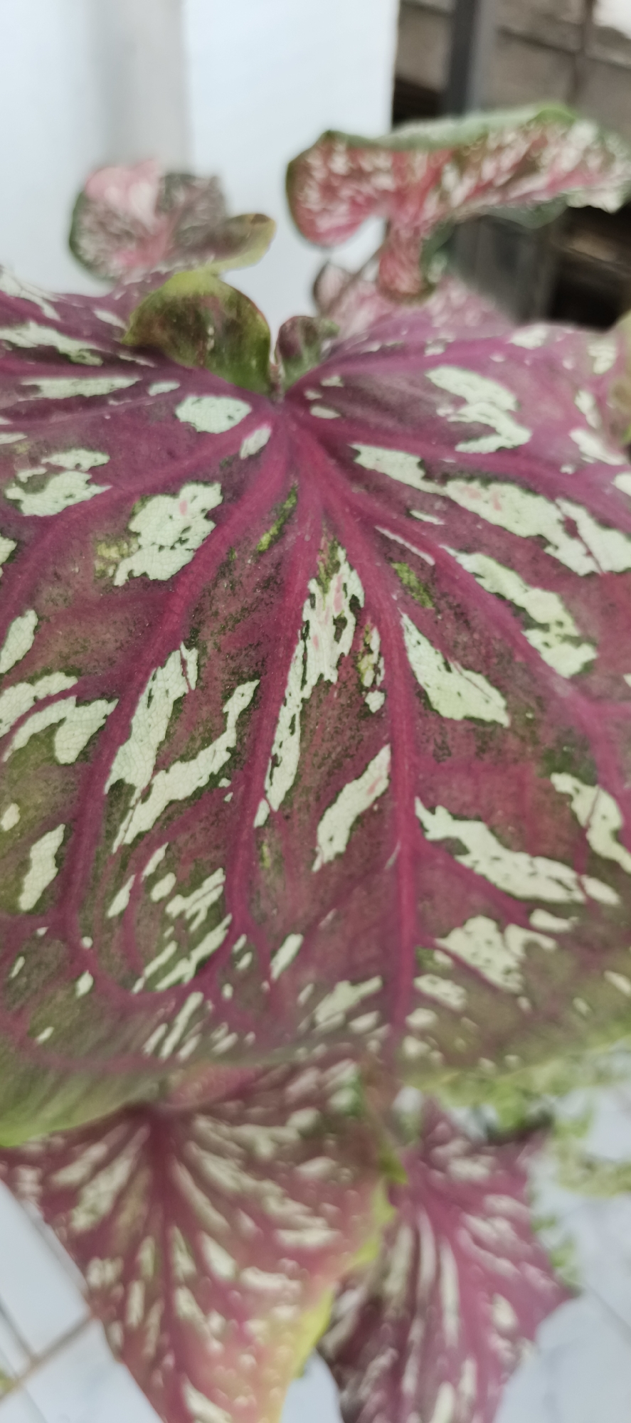 The image shows a close-up of a Caladium leaf, also known as the "Angel's Wings" plant. The leaf exhibits a vibrant pattern of deep pink or red veins against a background of irregular white and green splotches. The texture of the leaf appears to be slightly textured or velvety. The plant is likely a houseplant, possibly displayed indoors or in a shaded outdoor area. Given the presence of tropical foliage, the location could be Muaro Jambi, Indonesia, a region known for its lush vegetation and humid climate. The background is out of focus, showing hints of white and muted colors, suggesting a simple, neutral setting that allows the colorful leaf to be the primary subject.