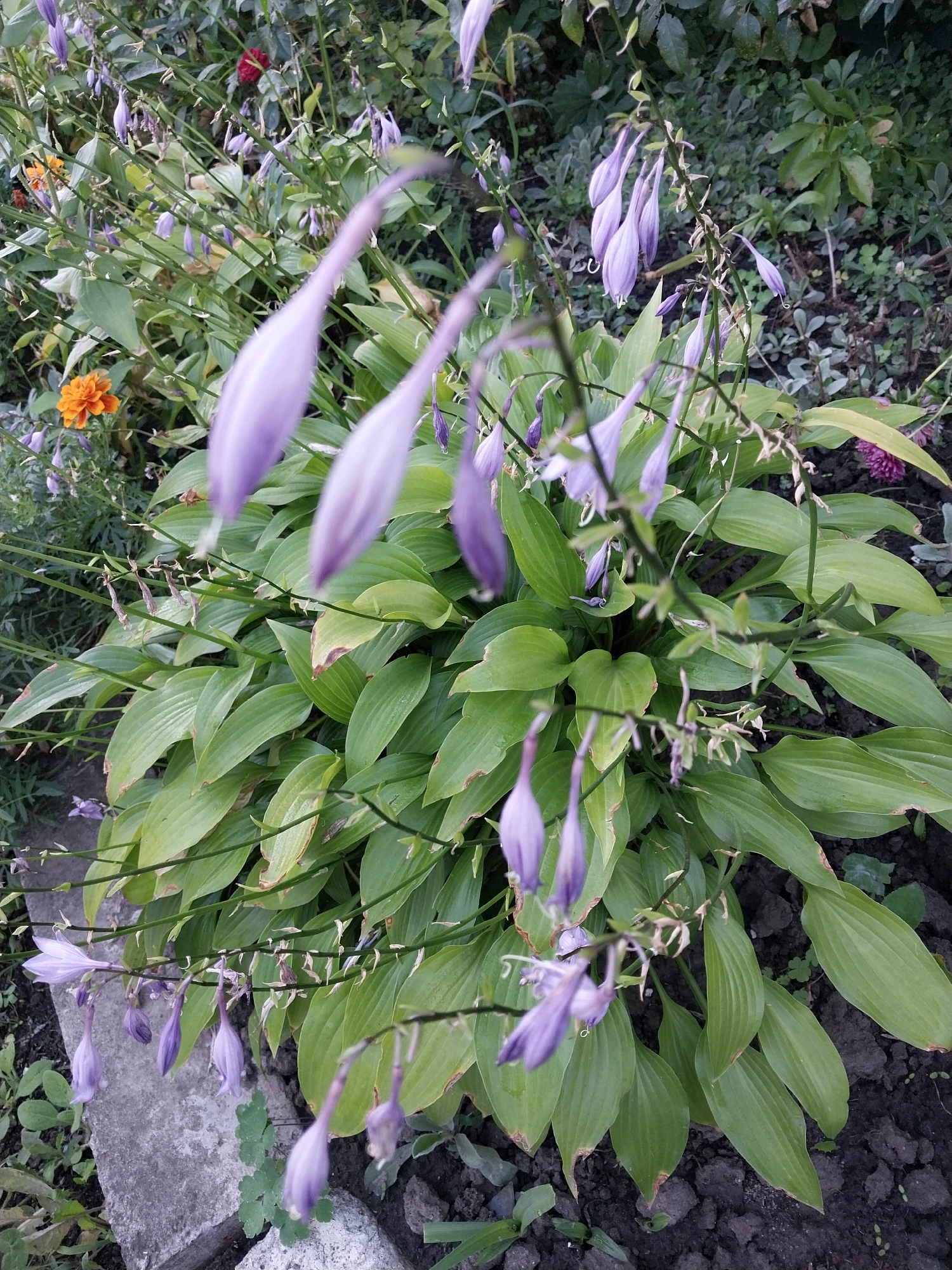 A close-up, slightly downward-facing shot captures a patch of garden in Dnipro, Ukraine, featuring a large hosta plant with broad, green leaves and clusters of drooping, bell-shaped purple flowers. Several orange marigolds are visible in the background, as well as some reddish flowers. The ground is dark soil with scattered leaves and small green shoots. A rough-edged grey concrete slab is partially visible in the lower left corner. The lighting suggests it is daytime, with soft, natural light. There are no people or animals present in the image.
