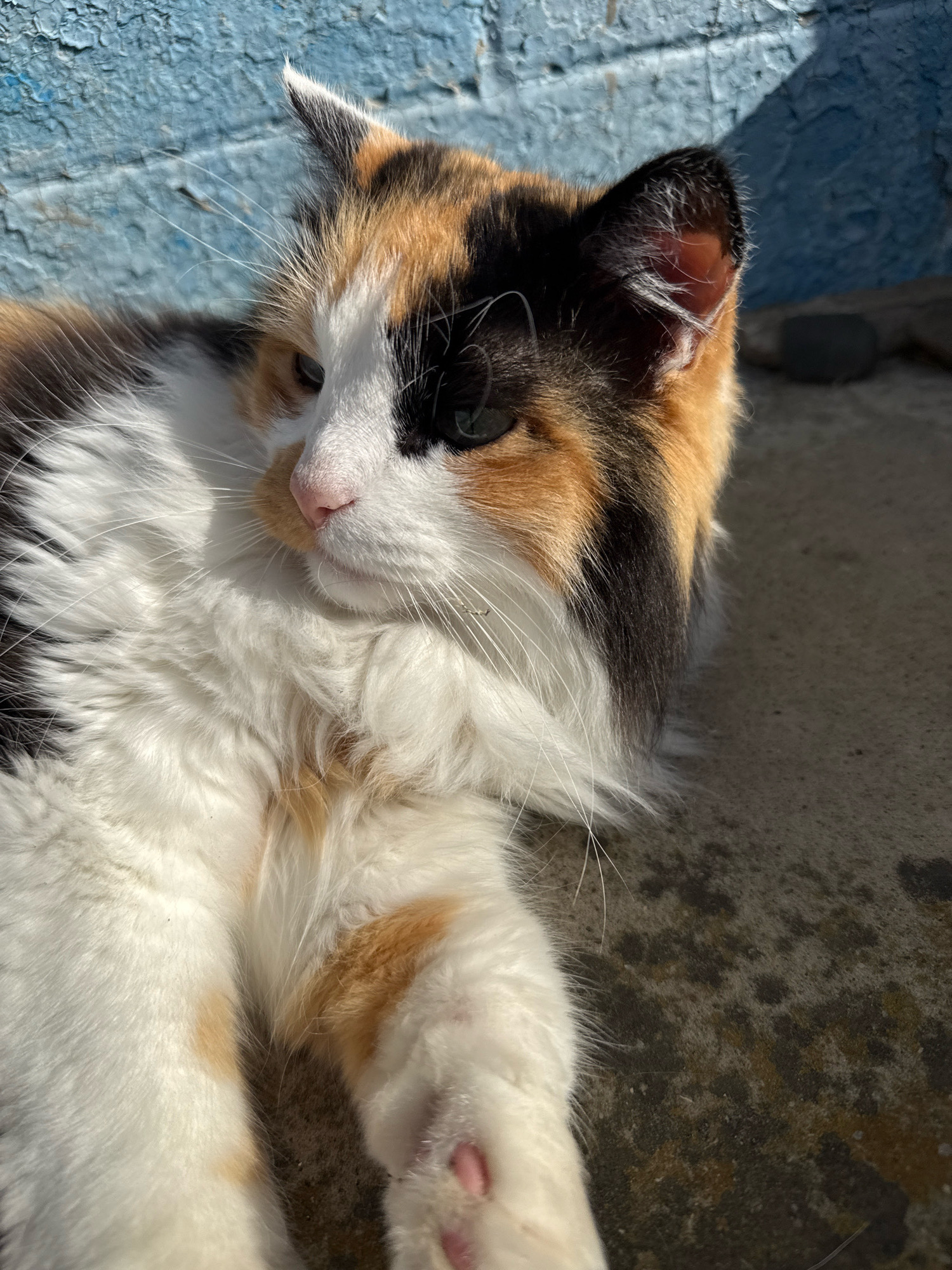 A calico cat with long fur is lying down on a concrete surface. The cat has patches of white, black, and orange fur. Its eyes are green, and its nose is pink. The background shows a blue, textured wall, with a shadow cast on it. The scene appears to be outdoors, with sunlight illuminating the cat.