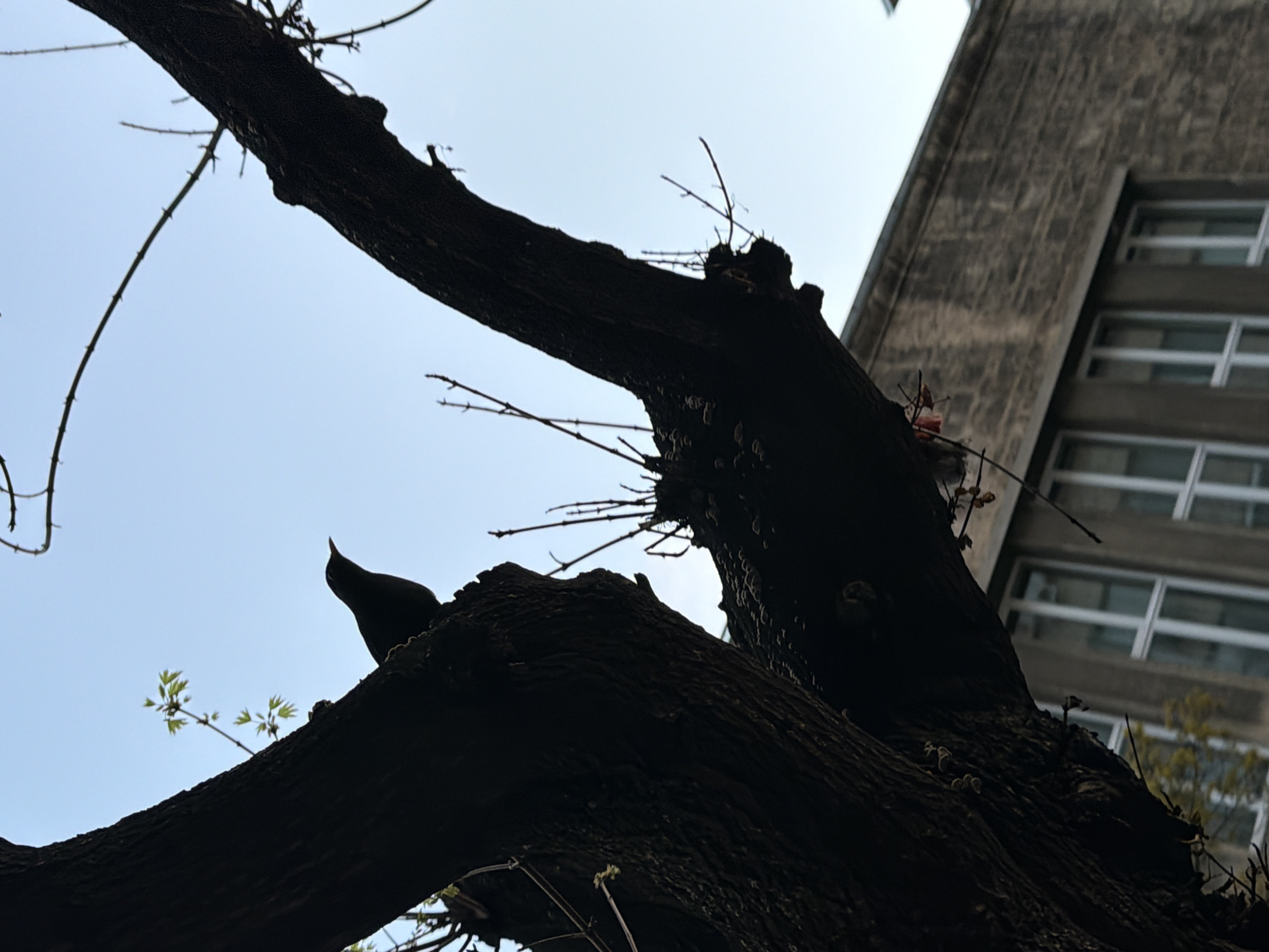 The image, shot from a low angle, features a dark, silhouetted tree against a bright sky, with a building visible in the background. The tree's trunk is thick and gnarled, with a few thin branches extending upwards and sideways. A bird is perched on one of the branches. The building behind the tree is tall and rectangular, with multiple windows arranged in rows. The building appears to be made of concrete or stone. The location appears to be an urban environment. The city and region are Unknown.