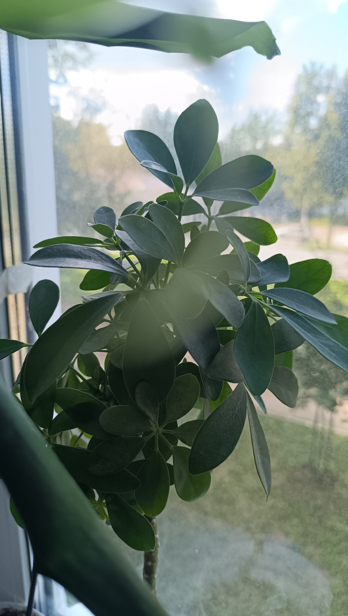 A potted umbrella tree is positioned in front of a window, with an outdoor scene of trees and sky visible through the glass. The plant is healthy and vibrant green, with multiple leaves clustered on its branches. The window pane is slightly dusty, obscuring the view of the outdoors to some extent. The lighting suggests it is daytime, likely morning or afternoon, with natural light illuminating the plant. The image appears to be taken indoors in Chaikovsky, Russia, given the context. There are no people or specific urban features clearly identifiable in the scene.