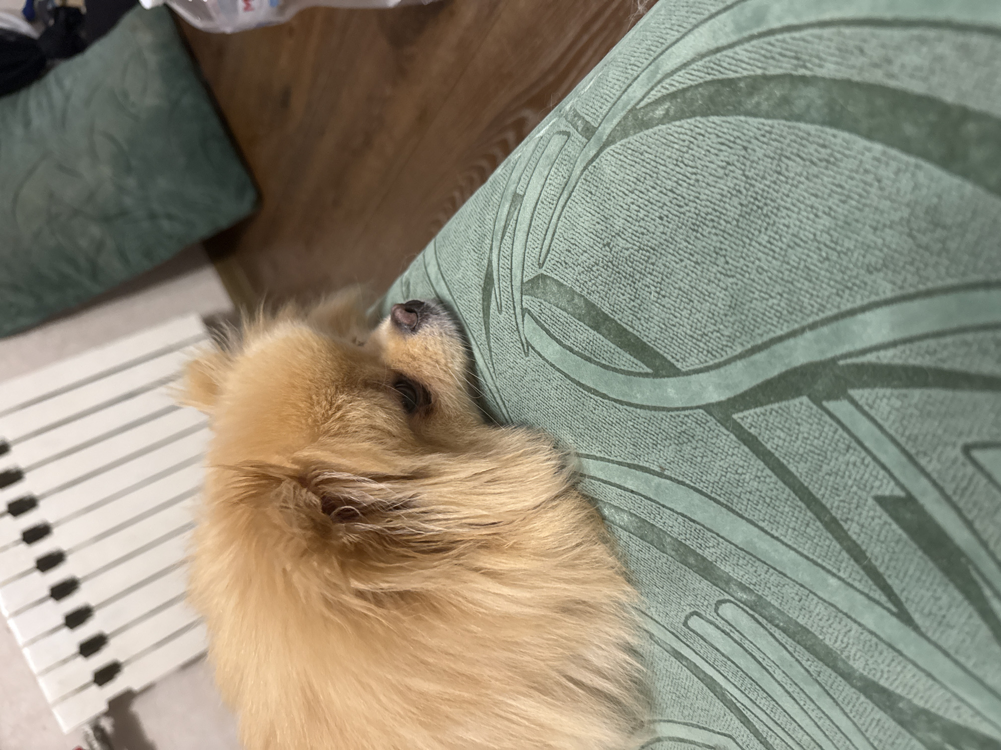 The media file shows a close-up of a fluffy, light brown Pomeranian dog sleeping on a light green couch. The dog's head is resting on the couch, with its nose and a portion of its face visible. The couch has a patterned texture with a repeating design of curved lines. To the left of the dog, a white object with black rectangular shapes arranged in a parallel pattern is visible, resembling piano keys. The background consists of a wooden floor and a green cushion. The lighting suggests it is daytime, but there are no specific cues for time or weather. The scene evokes a sense of peace and relaxation, as the dog is comfortably asleep. There is no visible text in the media file.
