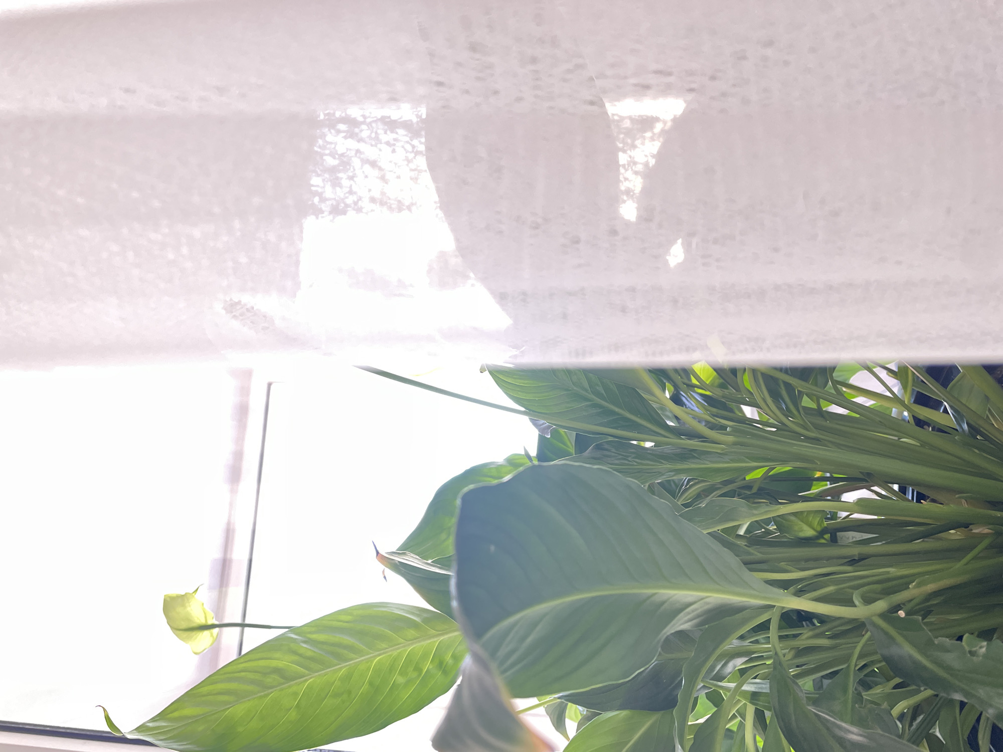 The image shows a close-up of a peace lily plant with its green leaves and a single white flower. The plant is situated near a window, and a partially drawn white window blind is visible in the background. The location in the city of Izhevsk, Russia, is not ascertainable from this image.