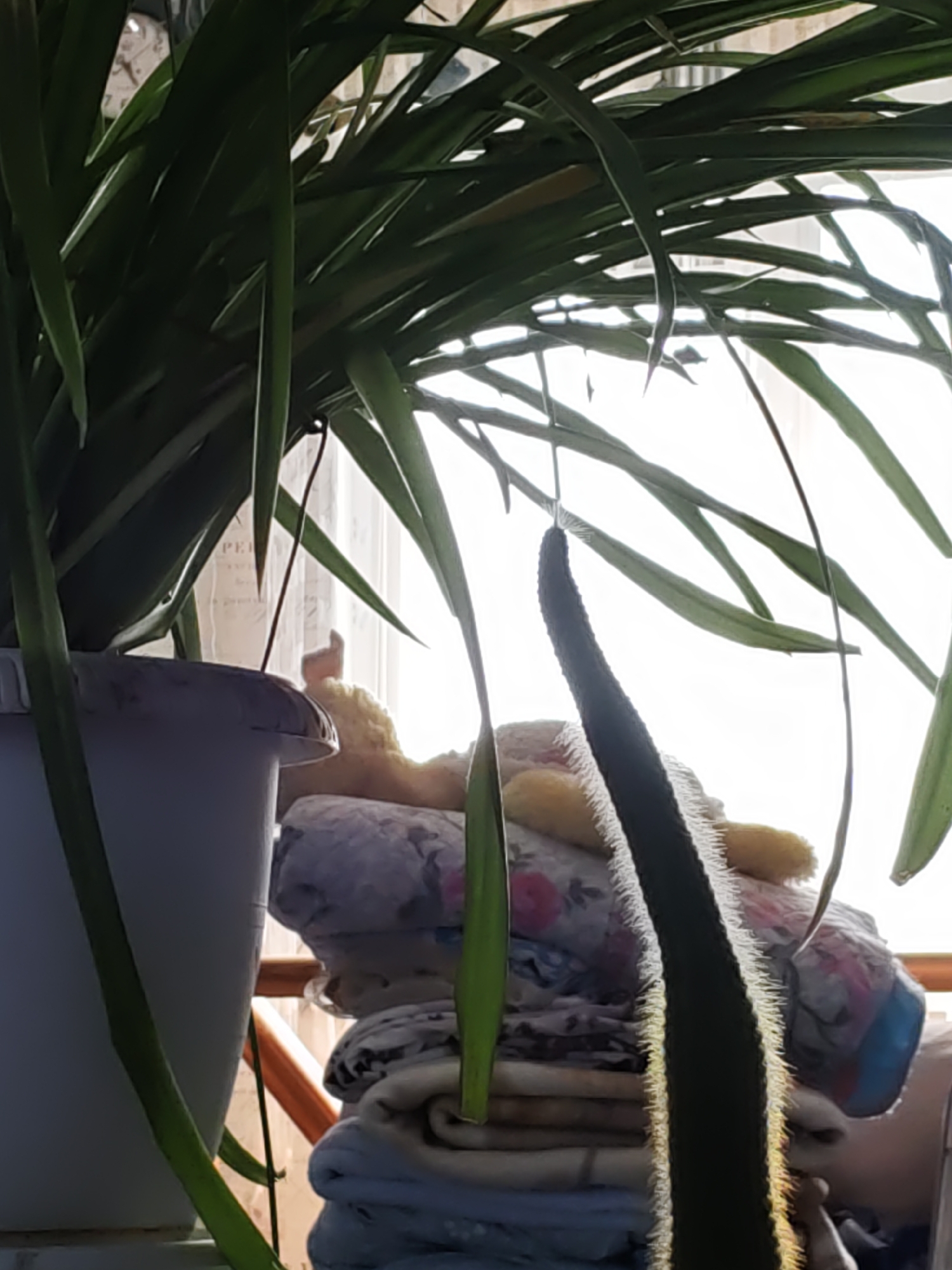 The image depicts a close-up view of houseplants in the foreground, silhouetted against a brightly lit window. The plants have long, slender green leaves. One plant is in a white pot on the left, and another, thicker plant with fuzzy edges, hangs down on the right. Behind the plants, a stack of folded cloths or blankets is visible, with patterns of flowers and blue and white fabric. A yellow plush toy is partially visible on top of the cloth stack. The background is a bright white, indicating a strong light source from outside. The scene suggests an indoor setting, possibly a home, with natural light coming through a window. There is no indication of the specific location within Rostov-on-Don, Russia.