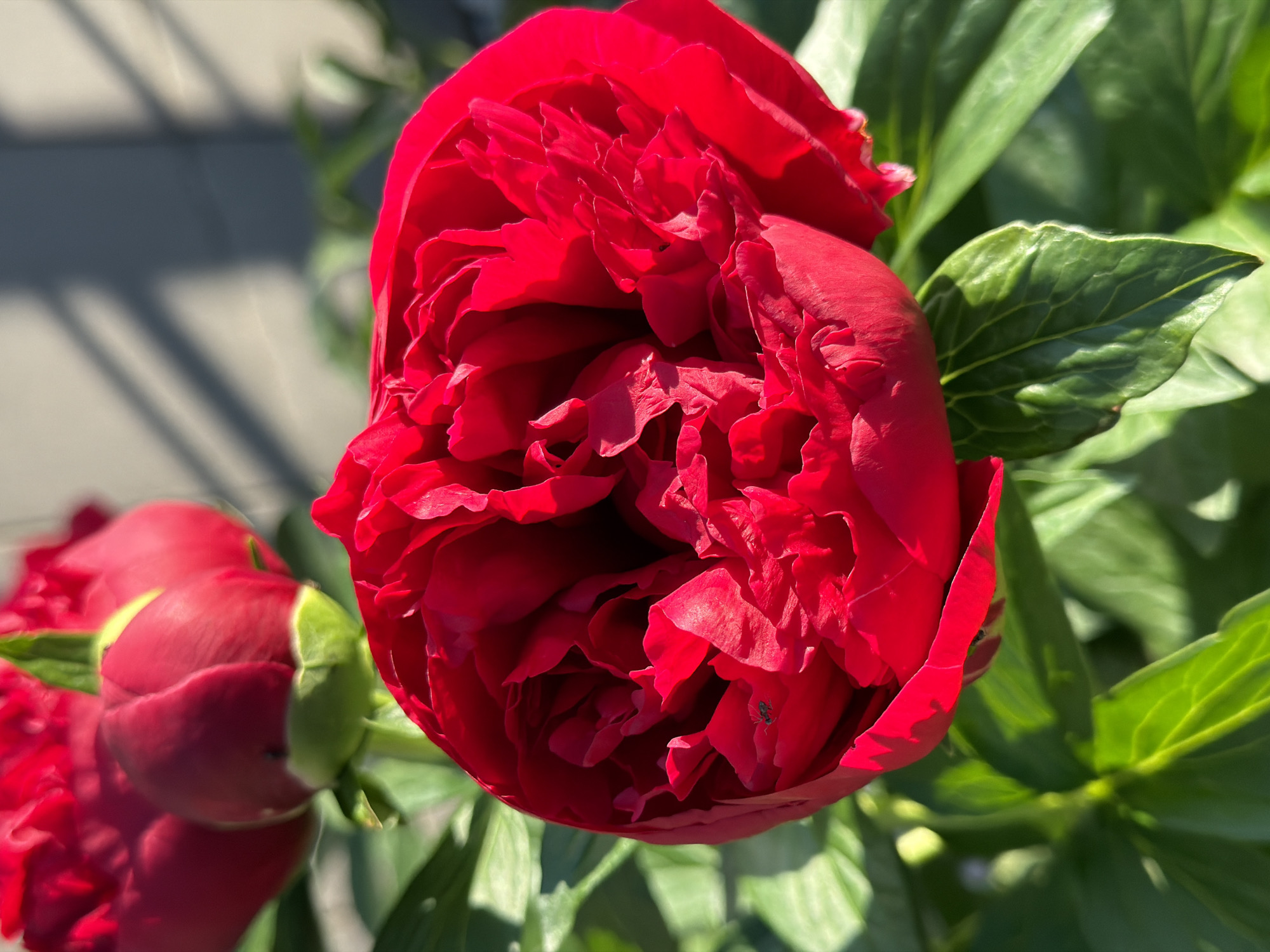 A close-up, eye-level shot captures a vibrant red peony flower in full bloom. The flower's petals are densely layered and ruffled, creating a rich texture. In the background, the soft blur of green leaves suggests foliage, and the shadow of a building or structure falls across the scene. A small black insect is visible on the petals of the peony. The lighting is bright and sunny, casting sharp shadows. The location is not specified.