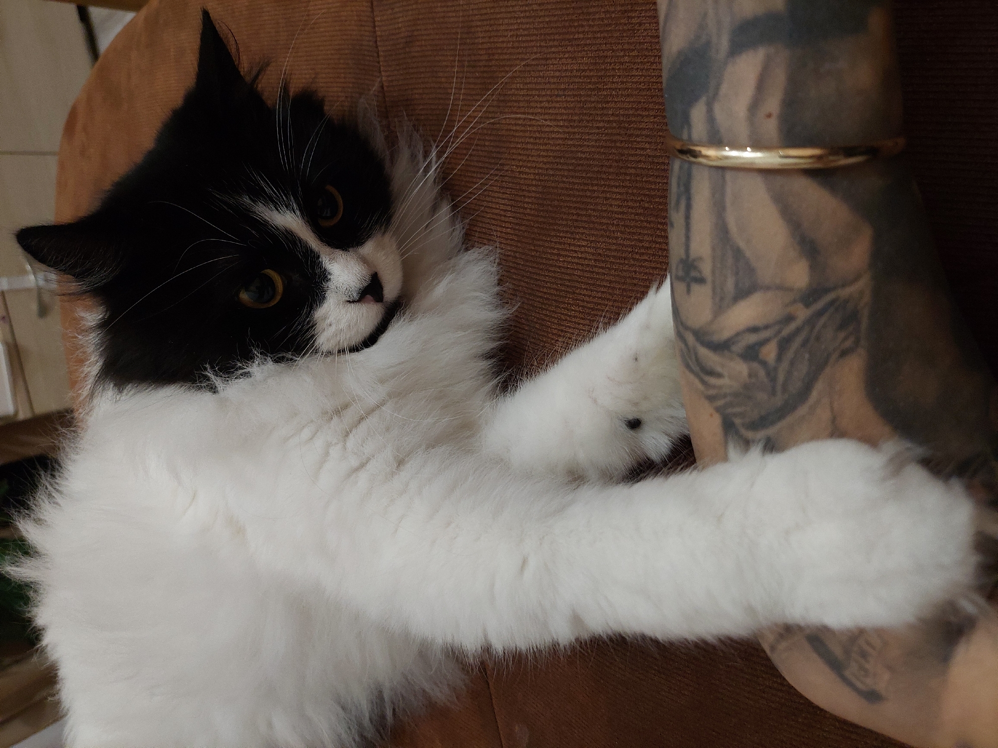 A medium shot shows a long-haired, black-and-white cat lying on a brown upholstered surface and hugging a tattooed arm. The cat has golden eyes and a black patch over its head and back, with a white face and fluffy white chest and paws. The arm is covered in dark-ink tattoos and has a gold-colored bracelet on the wrist. The background is a solid brown color, likely part of the upholstery. There is no visible indication of the location being Plovdiv, Bulgaria.
