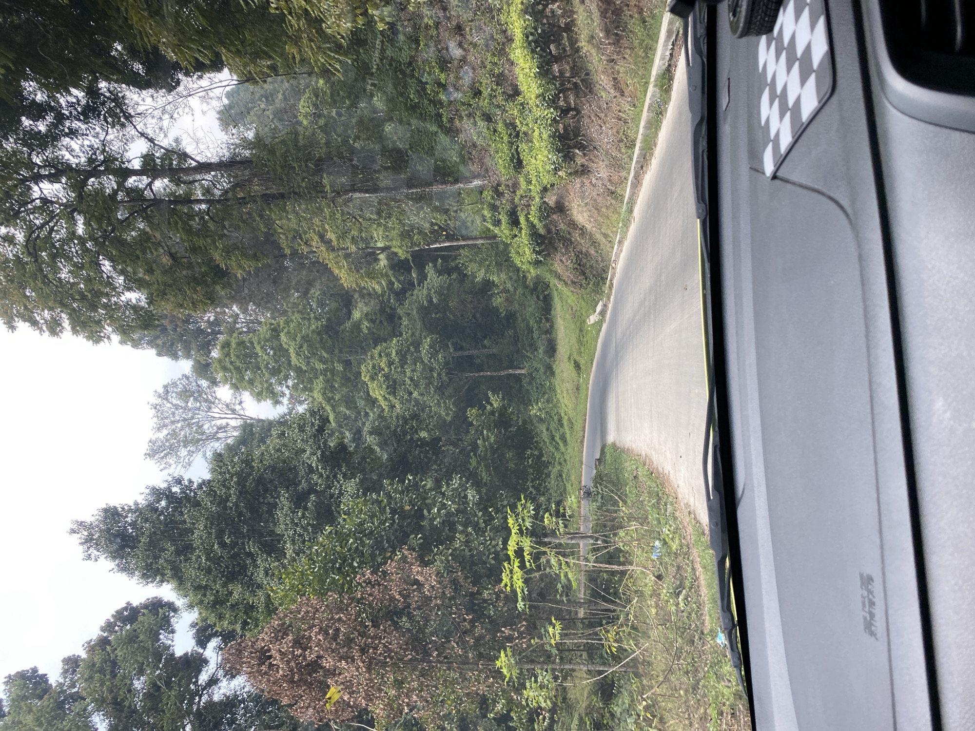 The image depicts a view from inside a vehicle driving on a paved road through a lush, green, forested area. The road curves to the left and ascends a hill. On the right side of the road, there are terraced tea plantations. The left side of the road is lined with trees and vegetation, including a prominent dead brown tree. The sky is overcast. The interior of the vehicle shows the dashboard, a windshield wiper, and a checkered accessory on the dashboard. The overall scene suggests a rural or mountainous landscape, likely in a tropical or subtropical region given the dense vegetation and tea cultivation. The location is identified as Mekarsari, Indonesia.