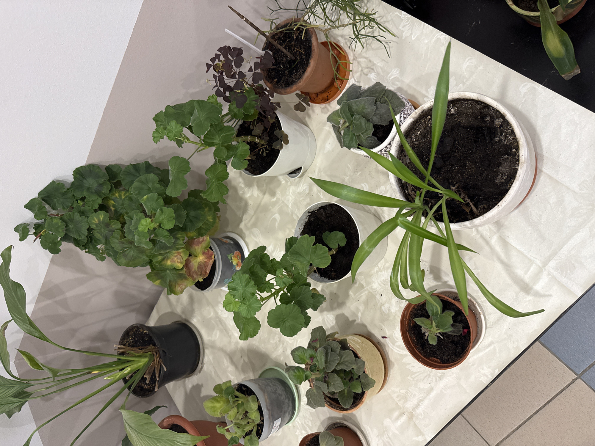 The image displays a collection of potted plants arranged on a white, patterned tablecloth, which is spread over a surface that appears to be a table or counter. The background features a wall painted in two distinct, muted colors, with a diagonal line separating a lighter shade at the top from a darker shade below. To the left of the plants, a tiled floor is partially visible. The scene is indoors, under artificial lighting, and is devoid of any people or overt human activity. The focus is solely on the diverse assortment of houseplants, varying in size, leaf shape, and pot type. The arrangement suggests a domestic setting or a retail environment focused on plant sales.