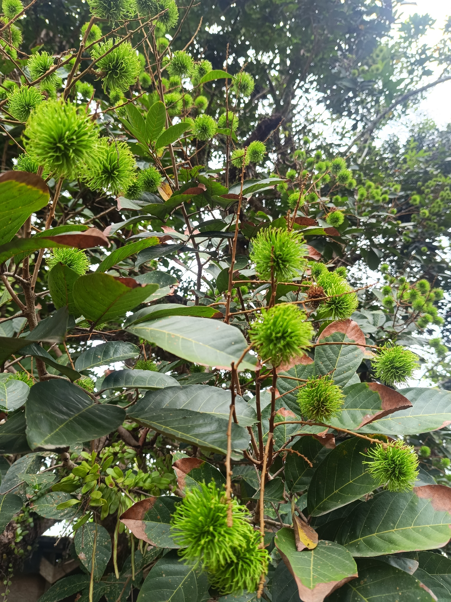 The image displays a close-up view of a rambutan tree (Nephelium lappaceum) heavily laden with numerous unripe, green fruits. The scene is set outdoors in Aluebuket, Indonesia.
The primary subjects are the many clusters of spherical, bright green rambutan fruits, each characterized by its distinctive soft, spiky exterior. These fruits are still immature, indicating they are in an early stage of growth before they develop their characteristic red or yellow ripened color. They hang from slender, brown branches that weave through the dense foliage.
The tree is abundant with large, dark green leaves, some of which exhibit brown edges, suggesting natural wear or environmental factors. The background is composed of more blurred green foliage and a bright, overcast sky peeking through the canopy, indicating it is daytime. The lighting is natural and diffuse, consistent with an outdoor setting during the day, possibly morning or early afternoon. No human activity or presence is visible, and the scene focuses entirely on the natural growth of the fruit tree. There is no visible text in the image.