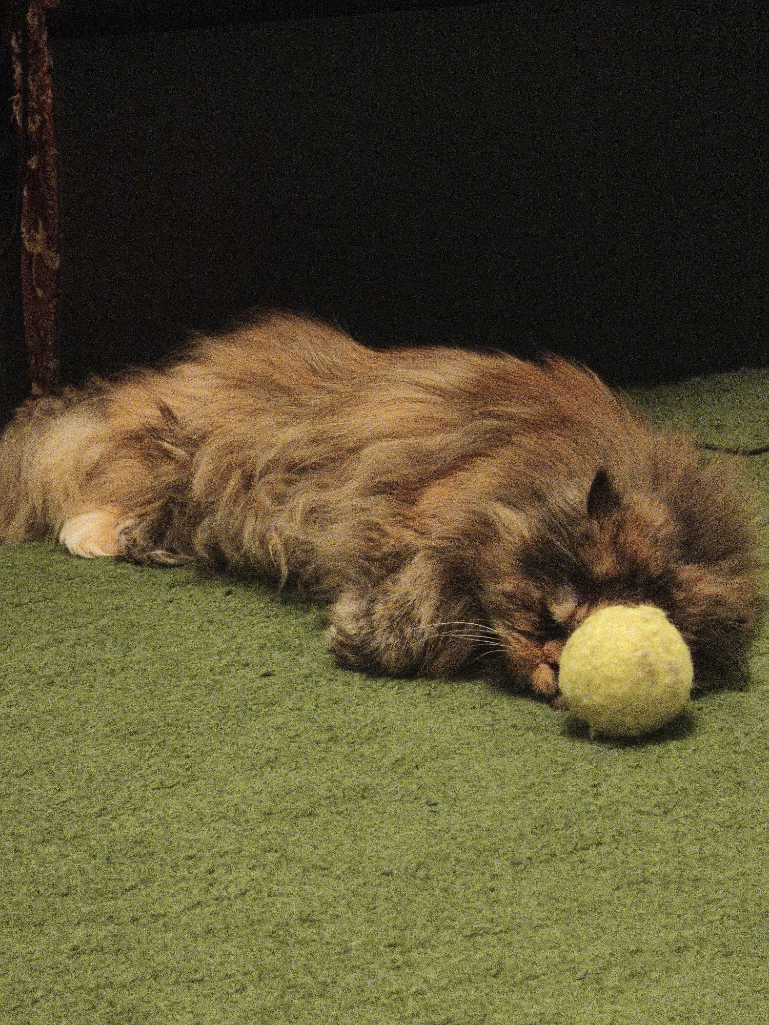 An adult Persian cat with long, ginger-colored fur is sleeping on a green carpet. The cat is lying on its side, with its head resting on a yellow tennis ball. The cat's eyes are closed, and its body is relaxed. The background is dark and out of focus, with a hint of a dark piece of furniture to the left of the cat. The lighting is dim, creating a soft, indoor ambiance.