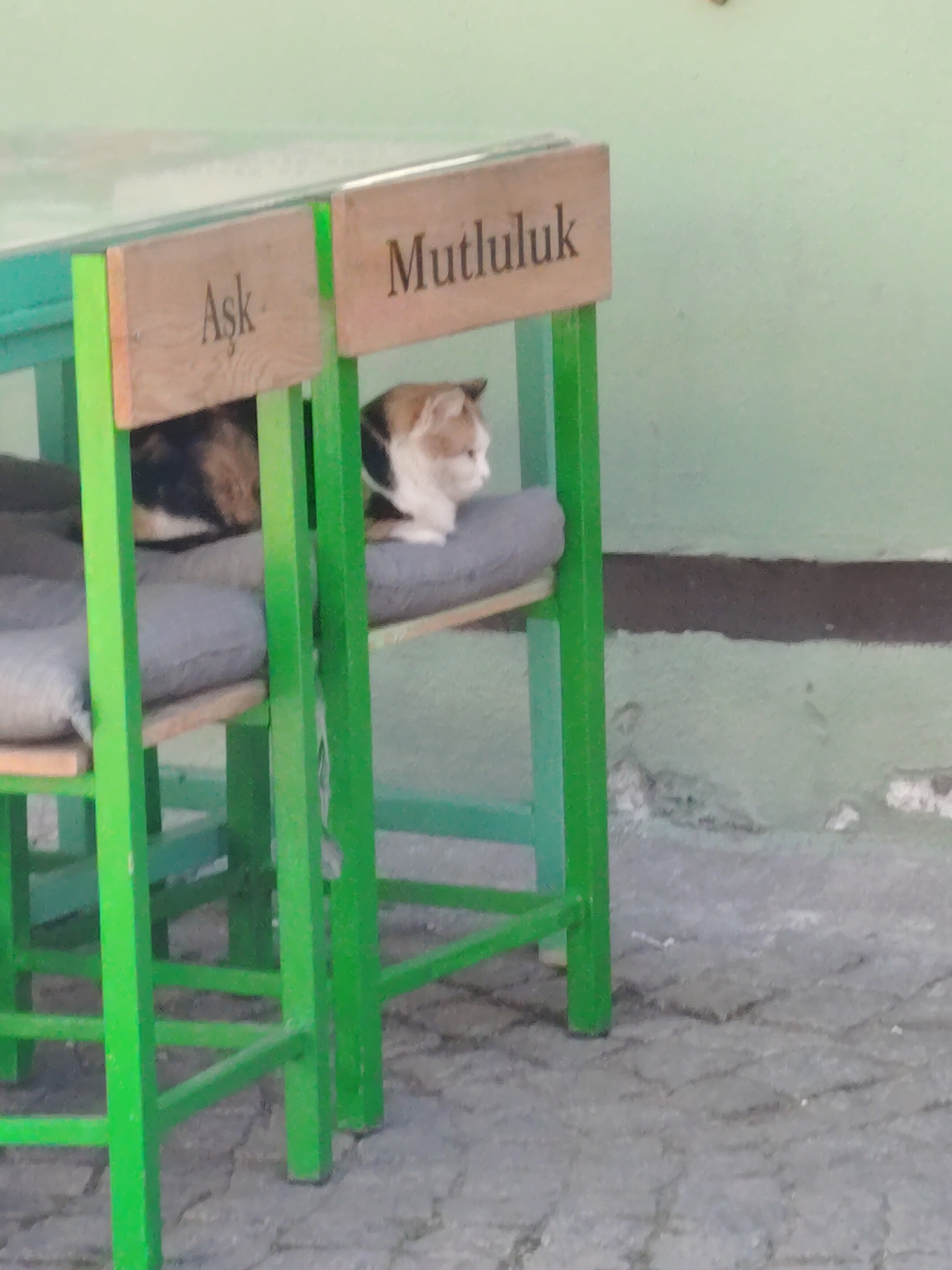 A calico cat is resting comfortably on a gray cushion placed on a green metal-framed chair. The cat, with white, black, and orange/brown fur patches, is facing towards the right side of the frame, looking calmly into the distance. It is positioned between two similar chairs, with its body mostly visible on the chair to the left, and its head and upper body on the chair to the right.
Both chairs feature wooden backrests. The backrest on the left chair clearly displays the Turkish word "Aşk," which translates to "Love." The backrest on the right chair shows the word "Mutluluk," meaning "Happiness." These words suggest a thematic design for the seating.
The setting appears to be an outdoor or semi-outdoor area, possibly a cafe or a public space in Eskisehir, Turkey, as indicated by the location context. In the background, there is a light green wall with a darker, horizontal brown band running across its lower section. The ground beneath the chairs is paved with gray, irregular-shaped stones, resembling cobblestones or worn flagstones. The lighting suggests it is daytime, and the overall atmosphere is tranquil.