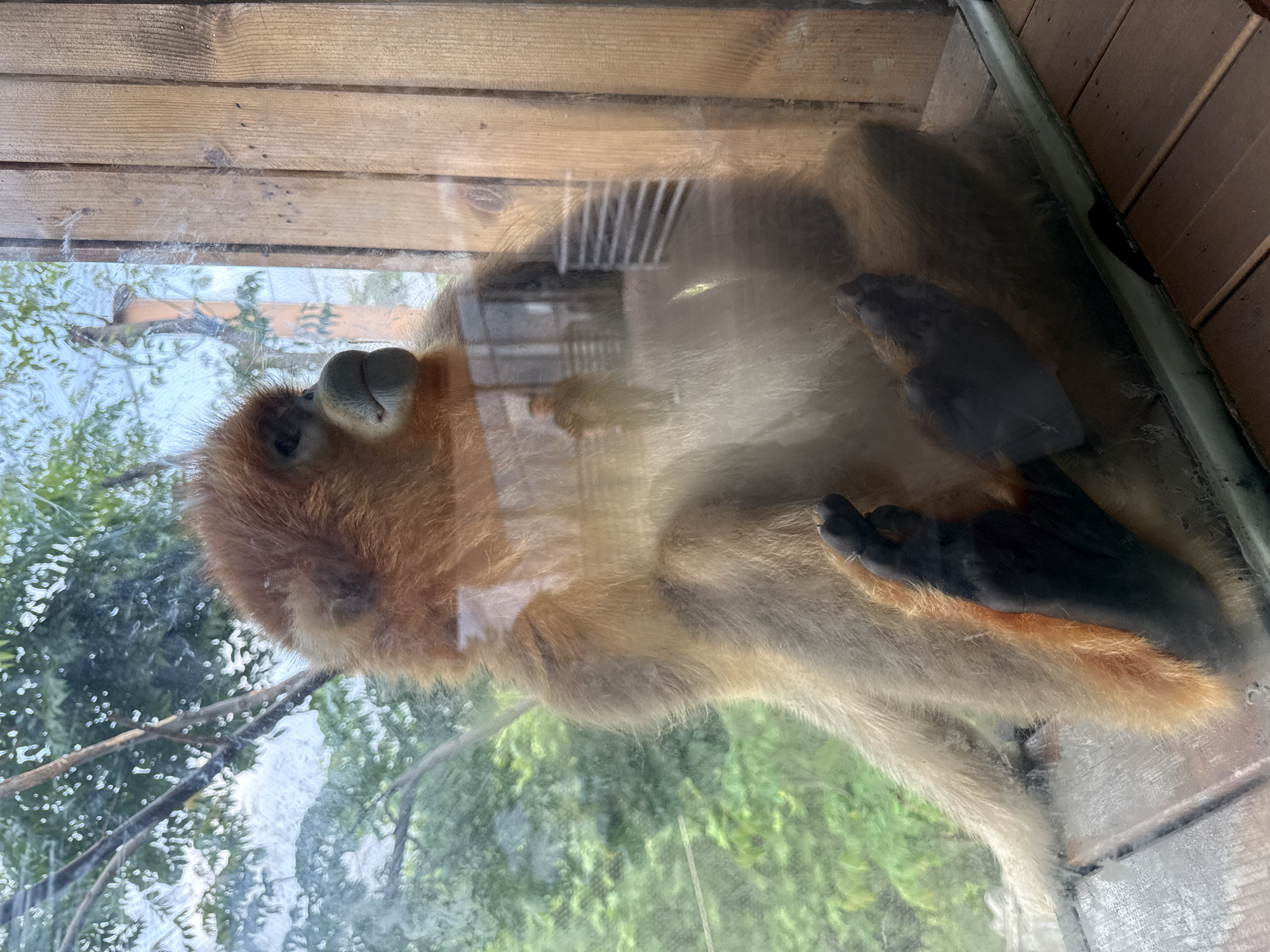 The image shows a golden snub-nosed monkey lying on its back inside an enclosure, viewed through a glass panel. The monkey has a prominent nose and golden-brown fur. The paws are dark. The background shows wooden structures, possibly part of the enclosure, and blurred greenery suggesting an outdoor environment. Based on the information provided, this could be located in Chenghua District, China.