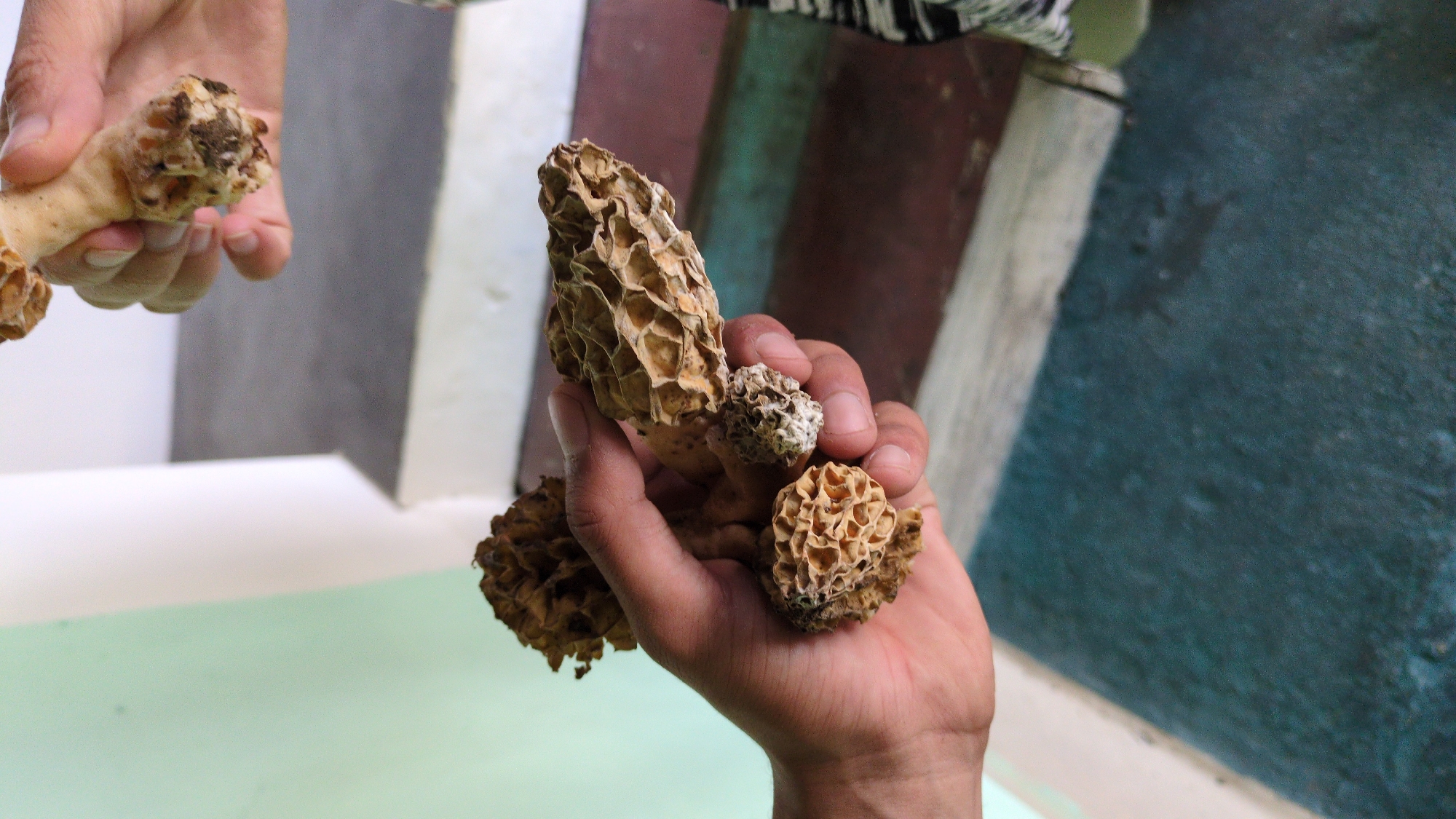A close-up shot shows two hands holding clusters of morel mushrooms. The right hand holds a larger cluster, while the left hand, appearing out of focus, holds a smaller cluster. The backgrounds are blurred and suggest an indoor setting with a mix of wall textures, including gray, brown, and green surfaces. The image lacks specific details to confirm the location within the city of Haini, India.