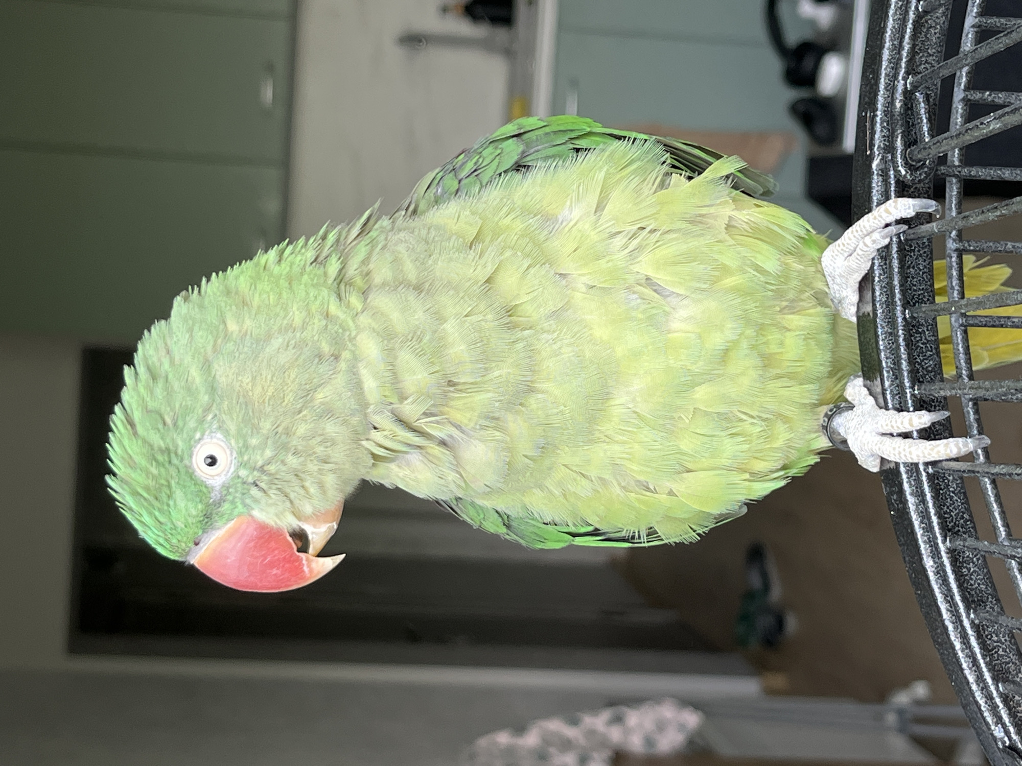 A rose-ringed parakeet (Psittacula krameri) is depicted indoors within a residential setting in the city of Pazardzhik, Bulgaria. The subject is a green parrot with a prominent reddish-orange beak, a pale iris, and dark pupils. Its plumage is primarily lime green, with slightly darker green feathers visible on its wings. The bird is perched on the curved, black, wrought-iron-style top of a cage, gripping it with its pale, clawed feet. A metal band is affixed to its right leg. The parrot faces left, positioned in a partial profile view. The background to the left reveals a blurred patterned textile object and a doorway leading into an interior space with a light-colored floor and indistinct dark objects. The background to the right displays components of a kitchen, including light green cabinetry, a sink with a faucet, and various dark objects on a surface. The scene is lit by ambient indoor illumination.