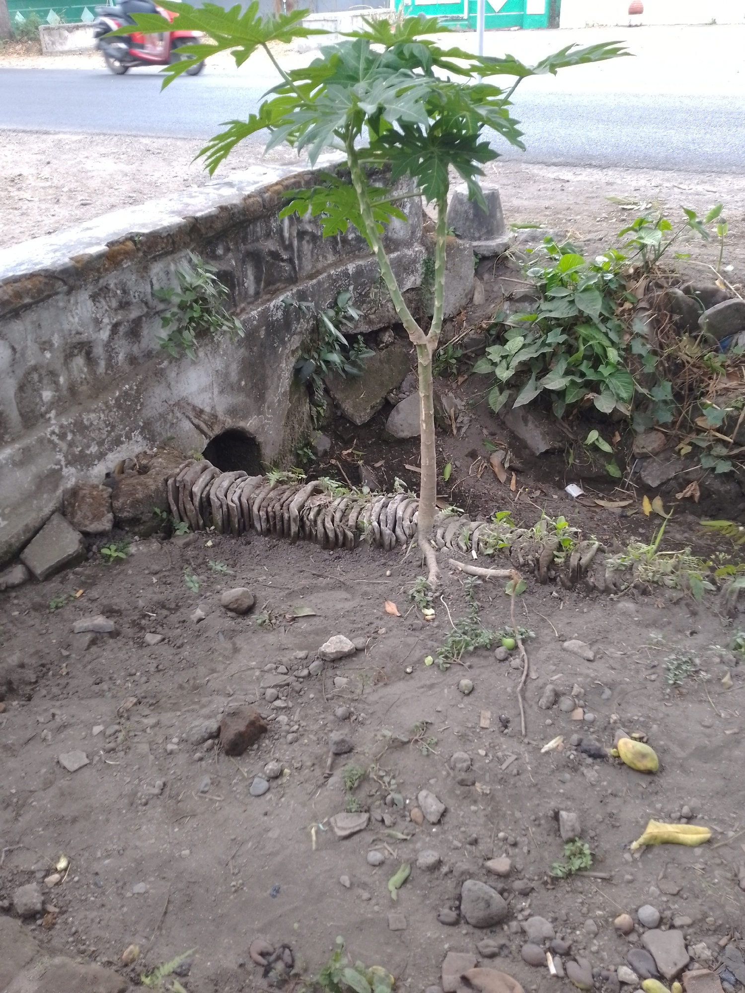 The image depicts a scene in Kauman, Indonesia. In the foreground, a small papaya tree stands rooted in the dry, dusty ground, which is littered with rocks and debris. The tree's trunk is slender, and its broad, palmate leaves are a vibrant green. To the left of the tree is a concrete structure, possibly a drainage ditch or wall, showing signs of age and weathering. Adjacent to the concrete structure is a line of roughly hewn, circular stone fragments, laid out in a somewhat organized manner. Behind this, a dark opening suggests an underground drain or culvert. Overgrown vegetation, including leafy green plants and vines, clusters around the concrete structure and spills onto the surrounding ground. In the background, a paved road is visible with a red motorcycle in motion, its rider blurred by speed. The overall environment appears to be an urban fringe or roadside area, characterized by its mix of natural elements and man-made infrastructure.