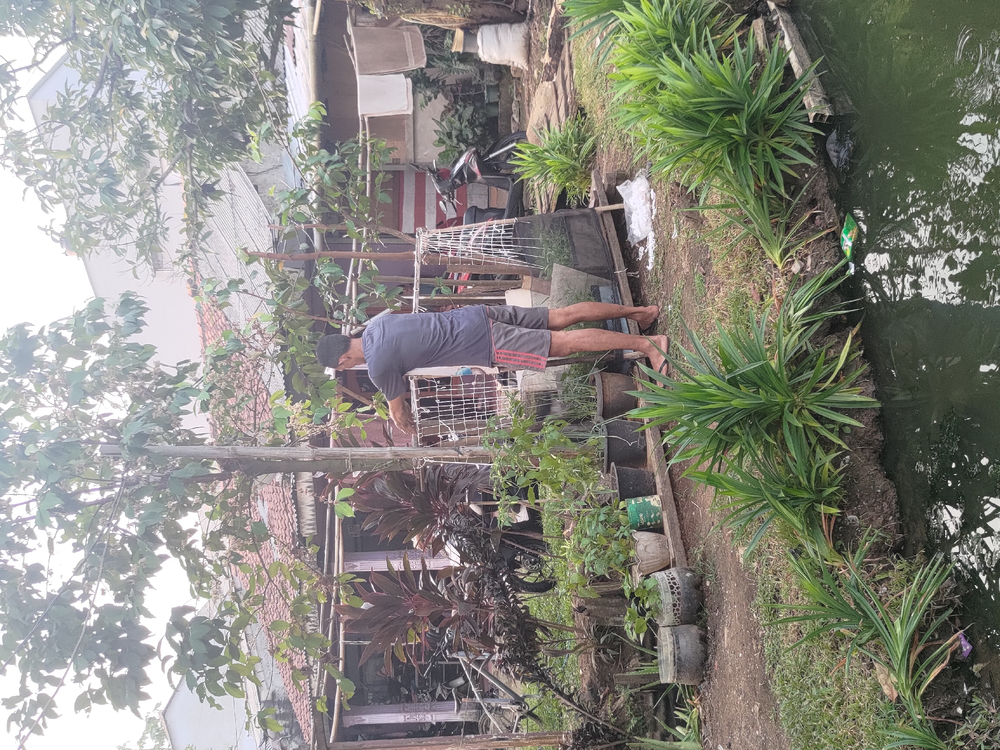 In a residential area of Depok, Indonesia, a man stands outdoors near a body of water. He is facing away from the camera, wearing a gray t-shirt and gray and red striped shorts, with his feet bare. The man appears to be tending to a white mesh structure set up with poles. Surrounding him is a garden with various potted plants and lush green foliage. In the background, there are houses with tiled roofs and a motorcycle parked. The scene suggests a domestic setting with elements of gardening and outdoor living. The water in the foreground is murky, with some debris visible on its surface.