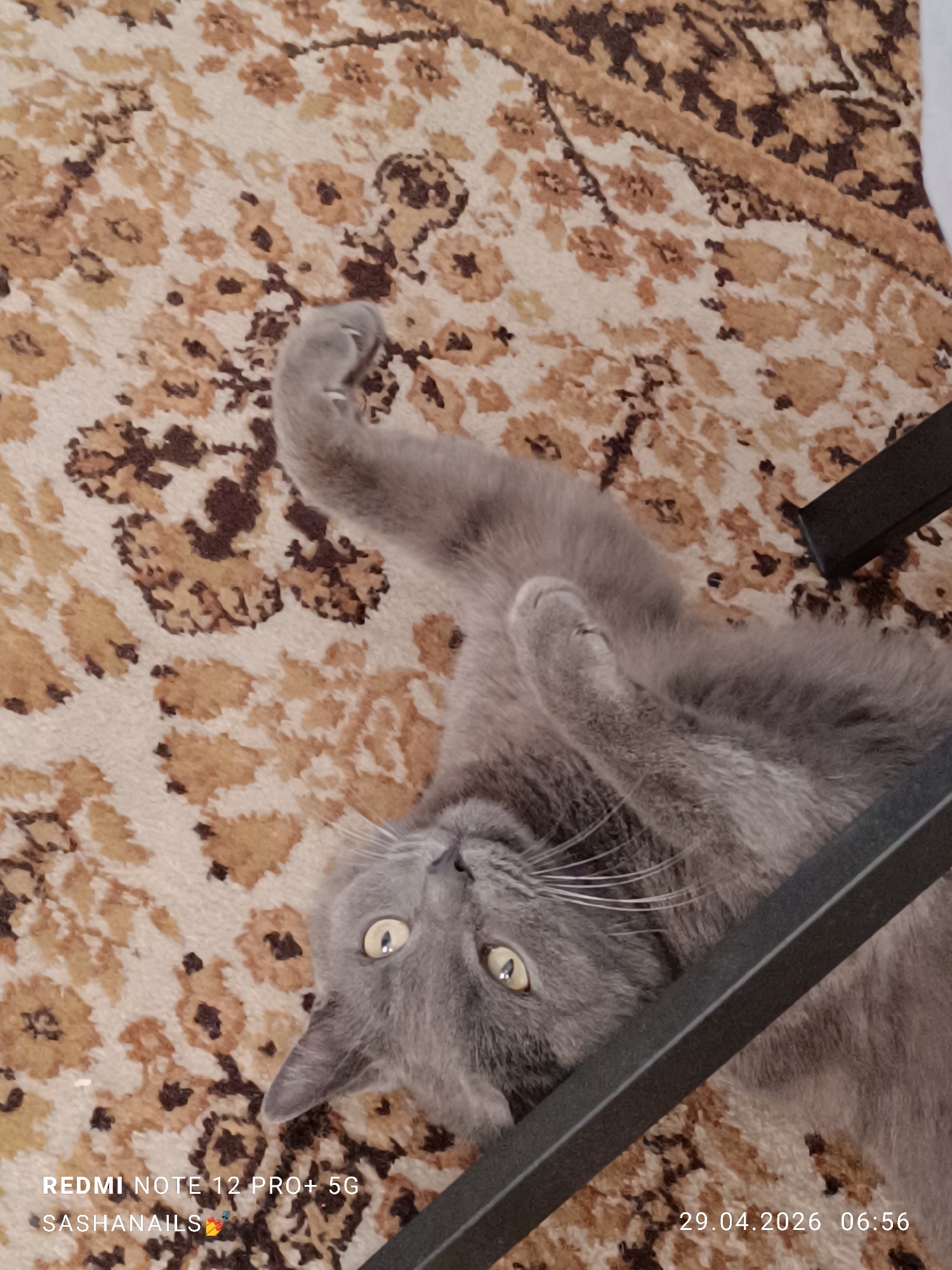 An indoor, high-angle shot taken in Chaikovsky, Russia, depicts a grey domestic cat lying on its back on a patterned rug. The cat, possibly a Russian Blue breed, has smooth grey fur, bright yellow-green eyes, and prominent white whiskers. Its head is tilted, looking directly upwards towards the camera with an attentive and curious expression. One of its front paws is playfully raised and slightly curled, while its body is stretched out on the floor.
The background consists of a beige and brown patterned carpet, featuring intricate floral or abstract designs. A dark, metallic-looking furniture element, possibly a chair leg or part of a table, diagonally crosses the lower right corner of the frame, partially obscuring the cat's midsection. The scene suggests a relaxed moment for the pet within a home environment.
Visible text watermarks on the image include "REDMI NOTE 12 PRO+ 5G" (indicating the camera model), "SASHANAILS💅" (likely a username or creator's tag), and the precise date and time "29.04.2026 06:56", indicating the photograph was captured in the early morning.