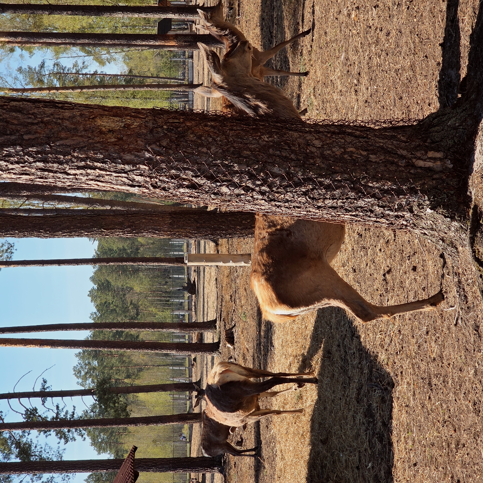 The image shows a fenced area, likely a wildlife enclosure or park, in Камянюцкі сельскі Савет, Belarus. Several deer are visible within the enclosure. The setting appears to be a pine forest, with numerous tall trees surrounding the area. The ground is covered in dry grass. The photograph is taken at an unusual angle, rotated, which impacts the perception of the scene. A tree is in the foreground, partially obscuring the deer.