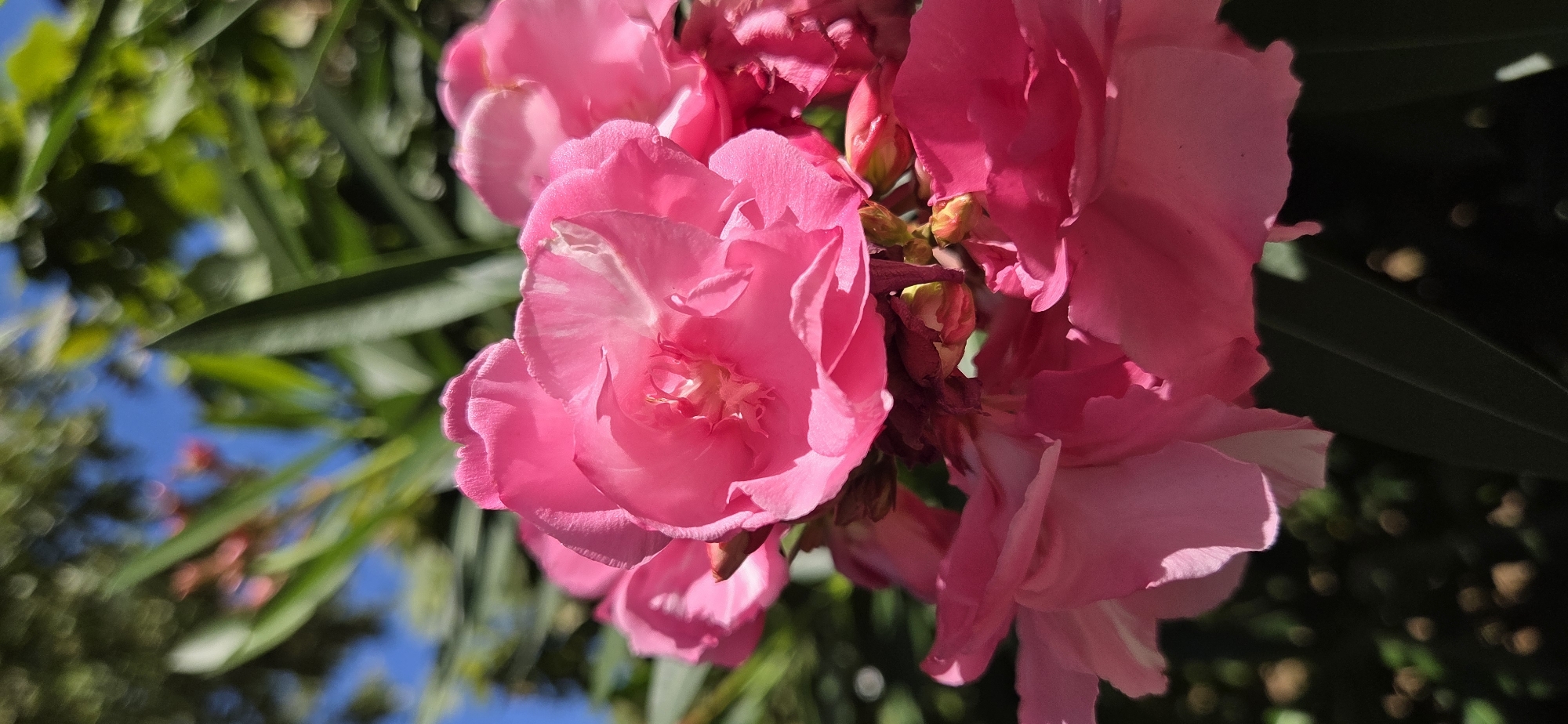 The image shows a close-up, low-angle shot of bright pink oleander flowers and buds, set against a blurred background of green foliage and a blue sky. The flowers are in various stages of bloom, with some fully open and others still closed. Sunlight illuminates the petals, highlighting their delicate texture and vibrant color. The surrounding greenery and blue sky suggest an outdoor setting on a sunny day. The context of Kehl, Germany, implies this scene is likely from a garden or park within the city. There are no people or animals visible in the image. The focus is solely on the natural beauty of the flowers.