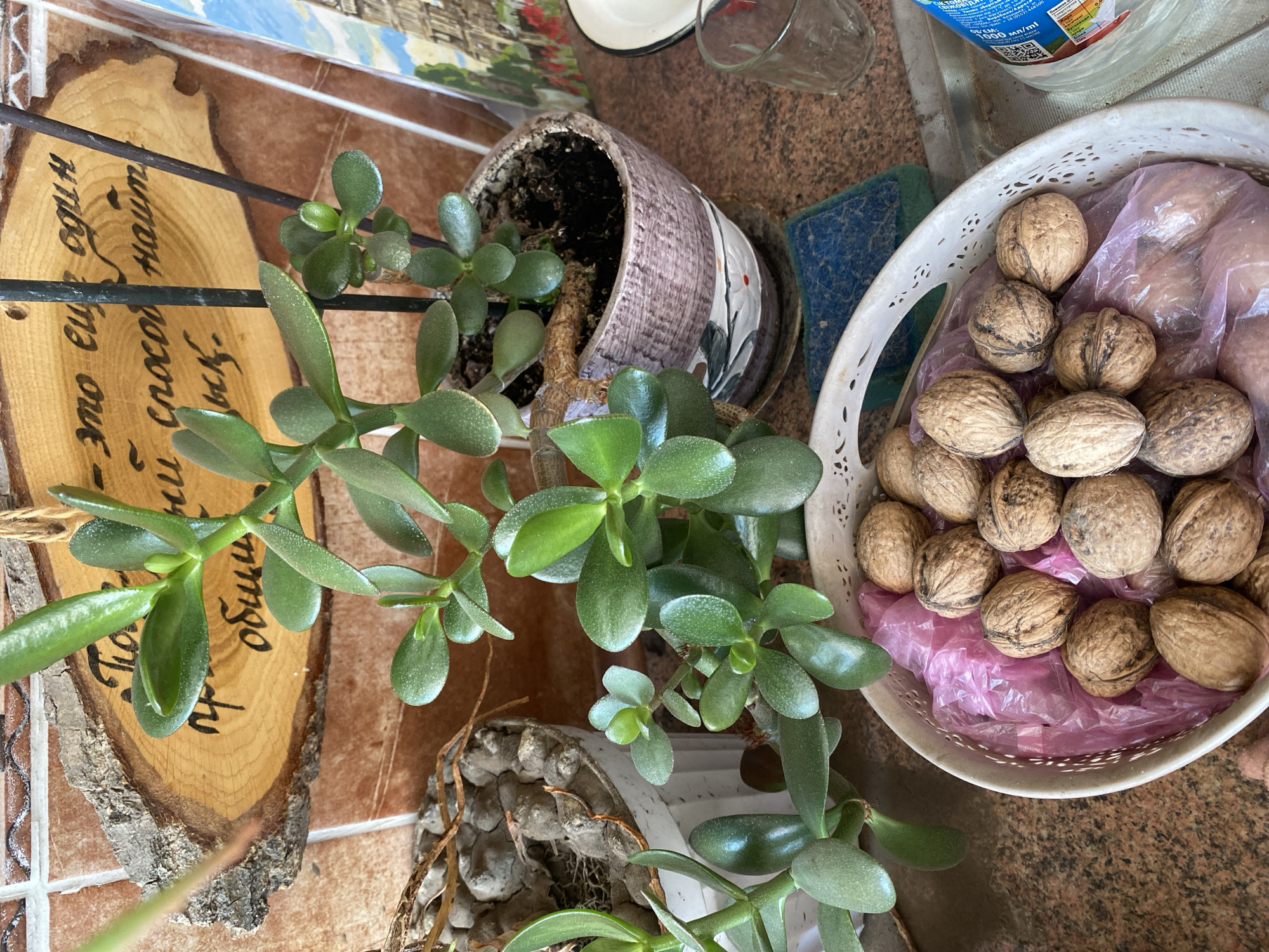 The image depicts an indoor still life scene featuring houseplants and a basket of walnuts, set against a tiled wall. In the foreground, a white basket overflows with walnuts, many of which are partially covered by pink plastic. Behind the basket, a jade plant with thick, green leaves is prominently displayed in a decorative pot. To the left of the jade plant, another small plant in a light-colored pot with gravel is visible. In the background, a wooden plaque with inscribed Russian text hangs on the tiled wall. A glass, a sponge, and a bottle of water are also present on a surface that appears to be a countertop or table. The overall lighting suggests an indoor environment, possibly a kitchen or living area, illuminated by natural light. The city of Chornomorsk, Ukraine, is not depicted or referenced in the visual elements of the image.