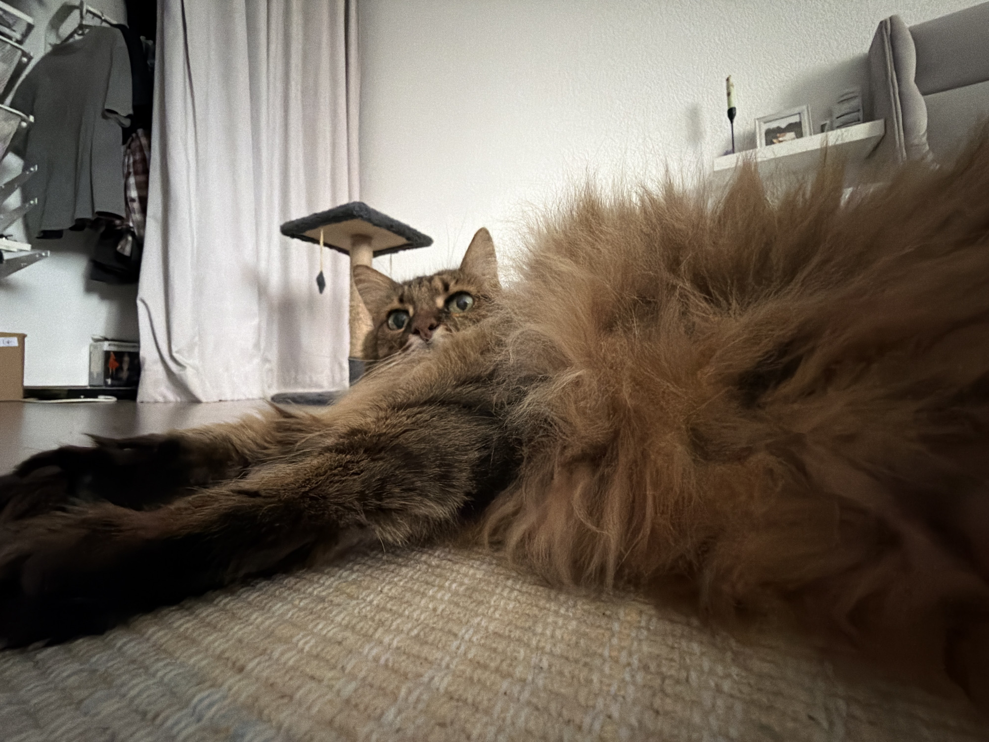 A brown tabby cat with green eyes lies on a carpet, facing the camera. Its body is mostly hidden by its long, fluffy tail, which takes up a significant portion of the foreground. The cat's front paws are extended, and its head is turned, looking directly at the viewer. In the background, there is a cream-colored curtain, a cat tree with a small perch, and a shelf on the wall holding a framed photo and a small object. The lighting suggests an indoor setting, likely a living room or bedroom. There are no people visible in the image. The specific location in Kyiv, Ukraine is not discernible from the image.