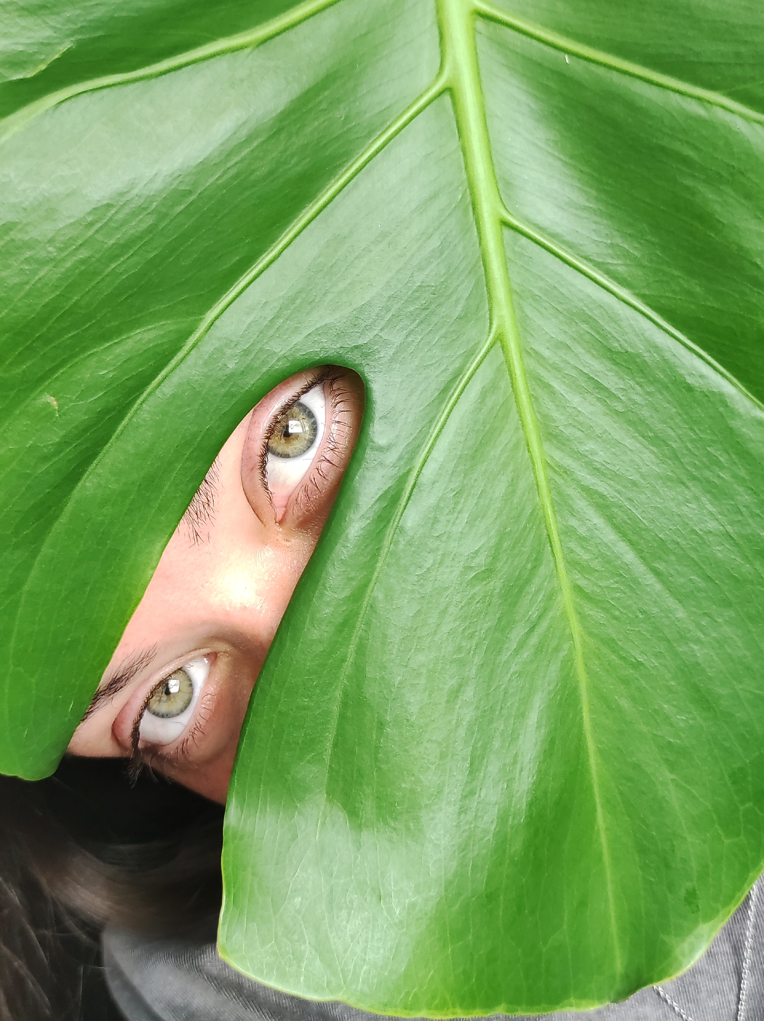 A person's eyes are peeking through a large, bright green leaf. The person has light-colored eyes and is wearing a grey garment. The background is a muted grey. The image appears to be a close-up shot, with the leaf dominating the frame. There is no discernible information about the location in the city of Chaikovsky, Russia.