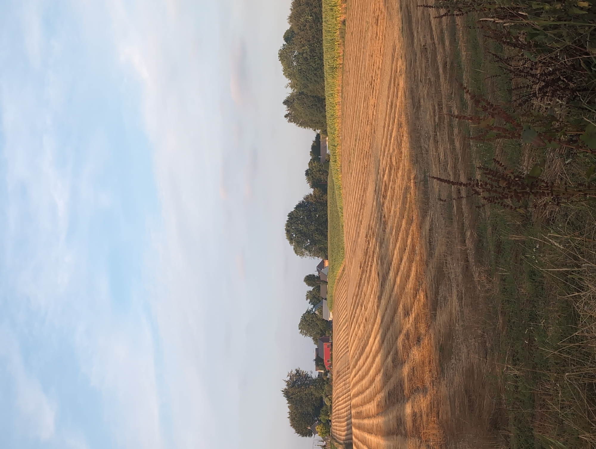 This is a vertical, eye-level, full shot of a harvested field with rows of dried crops bathed in the golden light of late afternoon, in Alvimare, France. The field is in the foreground, with the harvested crops arranged in neat, parallel lines. Beyond the field, a line of trees and houses is visible, with a cornfield to the right. The sky above is a pale blue with scattered white clouds. There are no people or animals visible in the image.