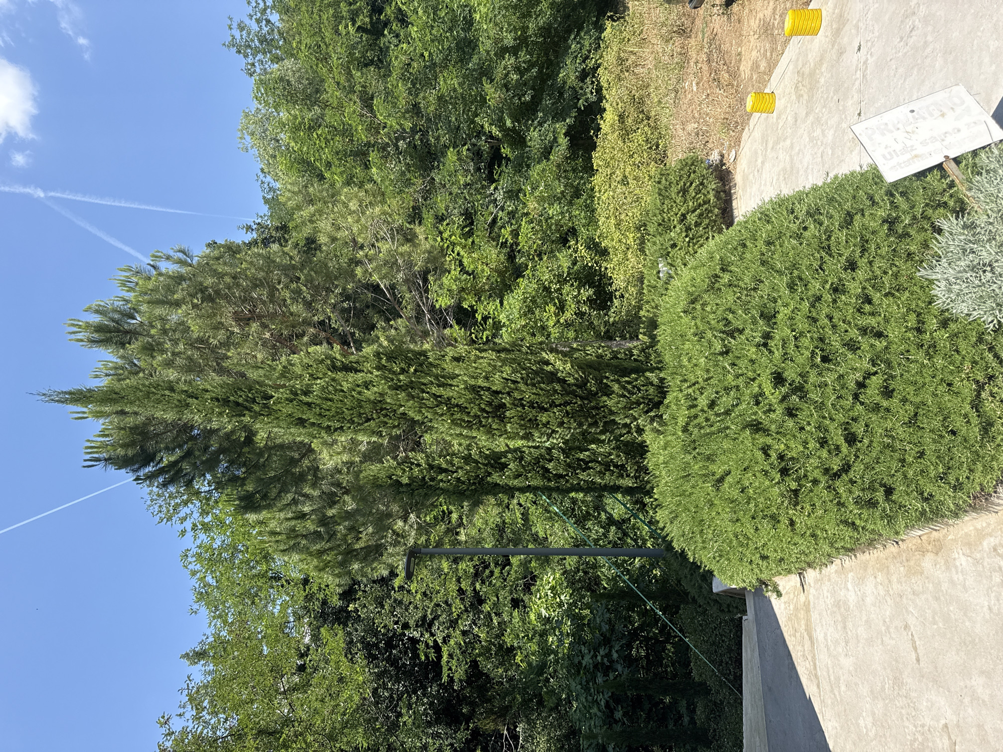 The image depicts a sunny outdoor scene with lush greenery and a clear blue sky. In the foreground, a well-maintained, rounded evergreen bush occupies a significant portion of the frame. Adjacent to it is a concrete pathway, casting a sharp shadow. To the left of the pathway, a lighter gray, low-lying plant with silvery-green foliage is visible.
Behind the foreground bush, a tall, slender cypress tree stands prominently, its dark green foliage reaching upwards. Further back, a denser cluster of various trees and foliage creates a verdant backdrop. A modern, dark gray lamppost is positioned among the trees, with a green cable running diagonally behind it. In the far distance, the trees continue to form a natural hillside.
The sky is a vibrant blue with a few wispy white clouds and two distinct white contrails, suggesting air traffic. On the concrete pathway to the right, two bright yellow cylindrical objects are placed at intervals. A white sign with text and diagrams is propped up on a metal stake in the lower right quadrant of the image. The overall impression is one of a well-kept garden or park area, possibly part of a resort or private property. This scene is located in Boreti, Montenegro.