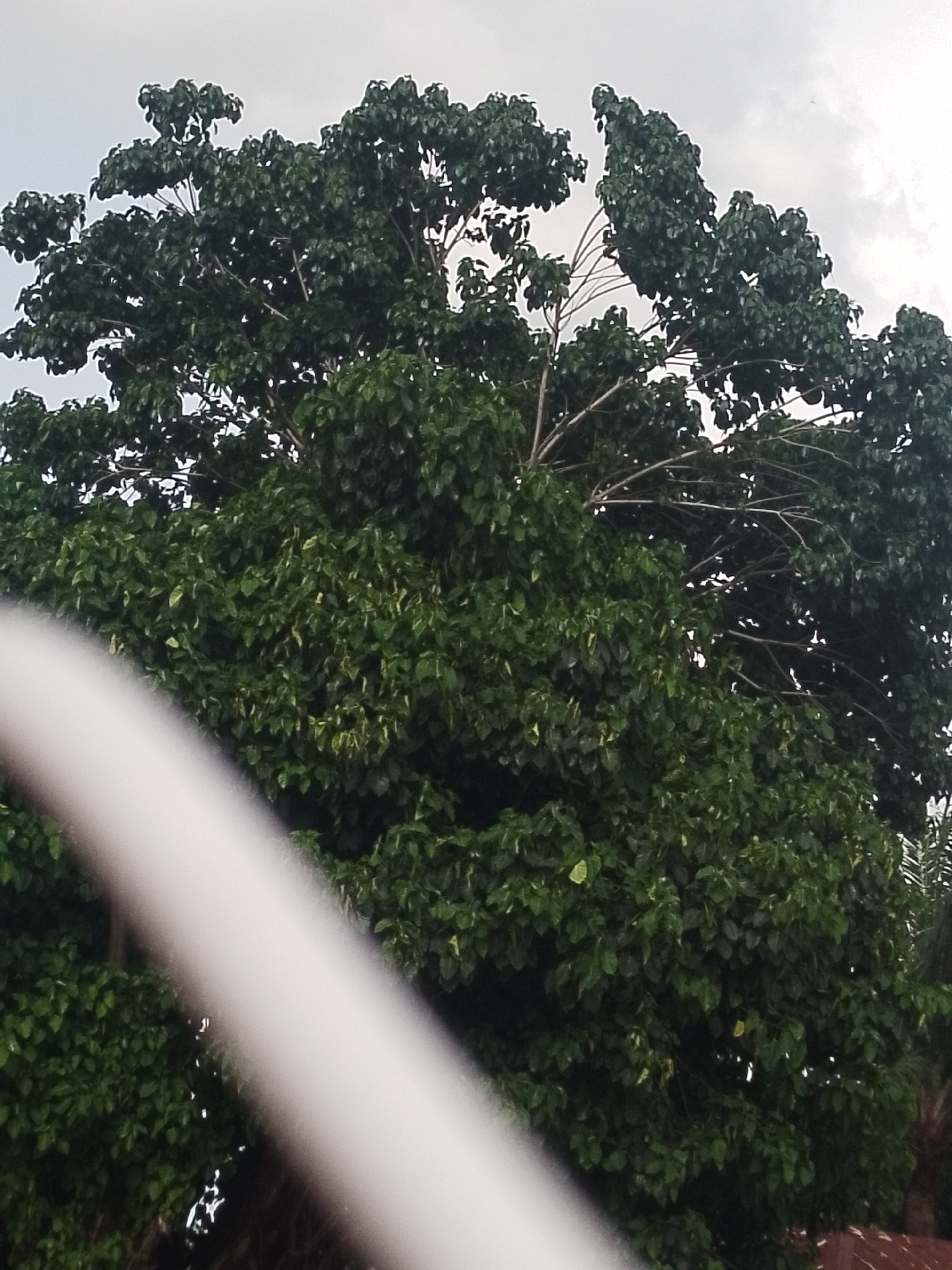 A wide-angle shot captures the dense, dark green foliage of a large tree, its branches extending to frame a cloudy, overcast sky. The tree dominates the frame, its leaves clustered and varied in size and shape. A blurred, light-colored object, possibly a pipe or railing, occupies the bottom left of the image, cutting diagonally across the frame. The background is a muted gray sky, hinting at a possibly humid or rainy day. No people are visible in the image. The scene suggests an outdoor environment, possibly a park or residential area, within the city of Balewa, Nigeria.
