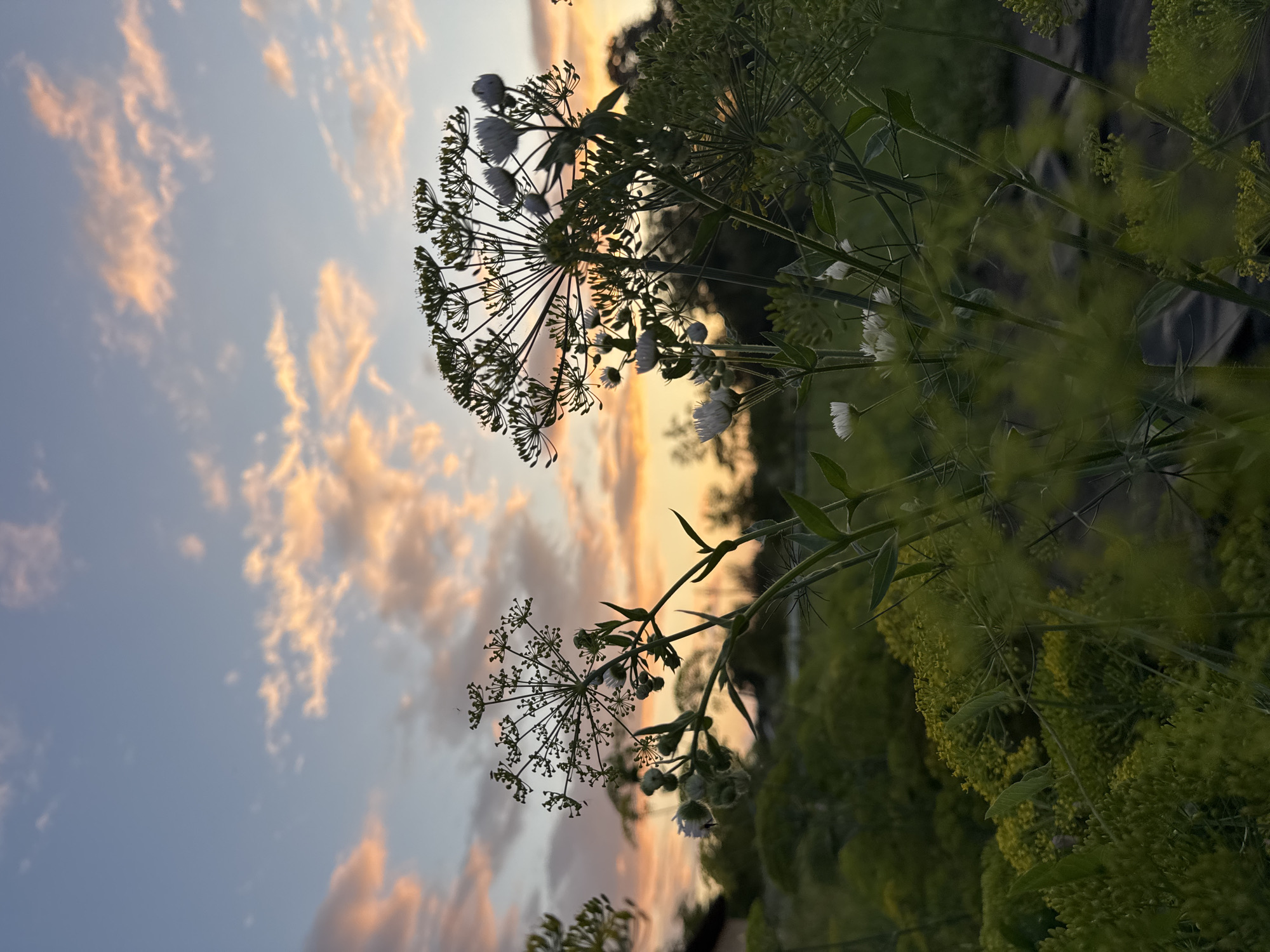 A close-up, low-angle shot captures an outdoor scene at dusk, with a focus on Dill plants silhouetted against a vibrant sky. The sky transitions from a light blue at the top to hues of orange and pink near the horizon, dotted with wispy clouds. In the foreground, the delicate, feathery structures of Dill flowers and seed heads are visible, some with small white blossoms. The background consists of more lush green foliage, suggesting a garden or natural landscape. The lighting indicates the sun has recently set, casting a warm glow. The location is identified as Zassovskaya, Russia. There are no people or animals present in the image.
