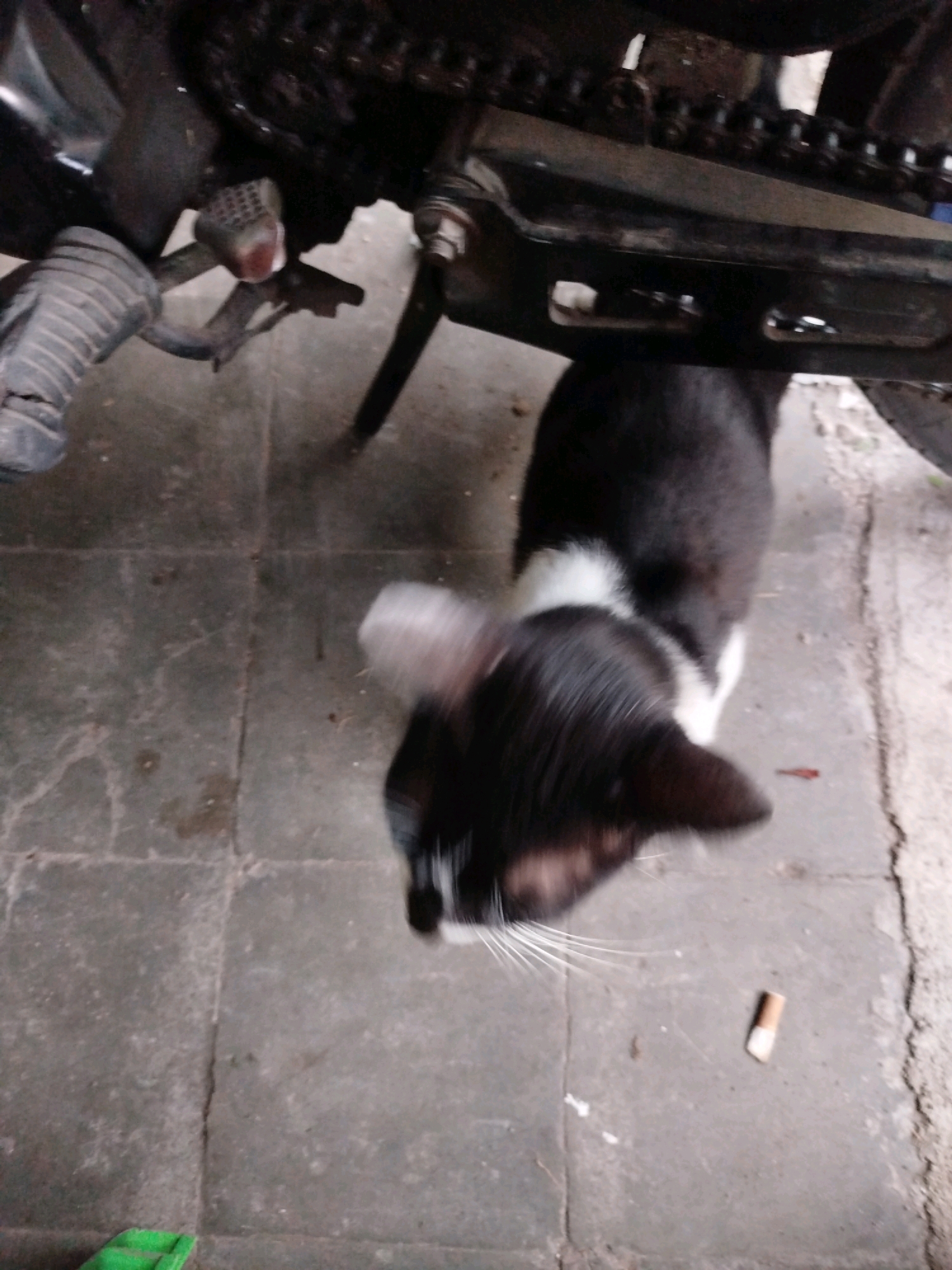 A black and white cat is walking on a tiled floor next to a motorcycle. The motorcycle is black and has a chain visible. The floor is made of gray tiles. There is a cigarette butt on the floor near the cat. The scene appears to be outdoors, possibly in a residential area in Madiun, Indonesia.