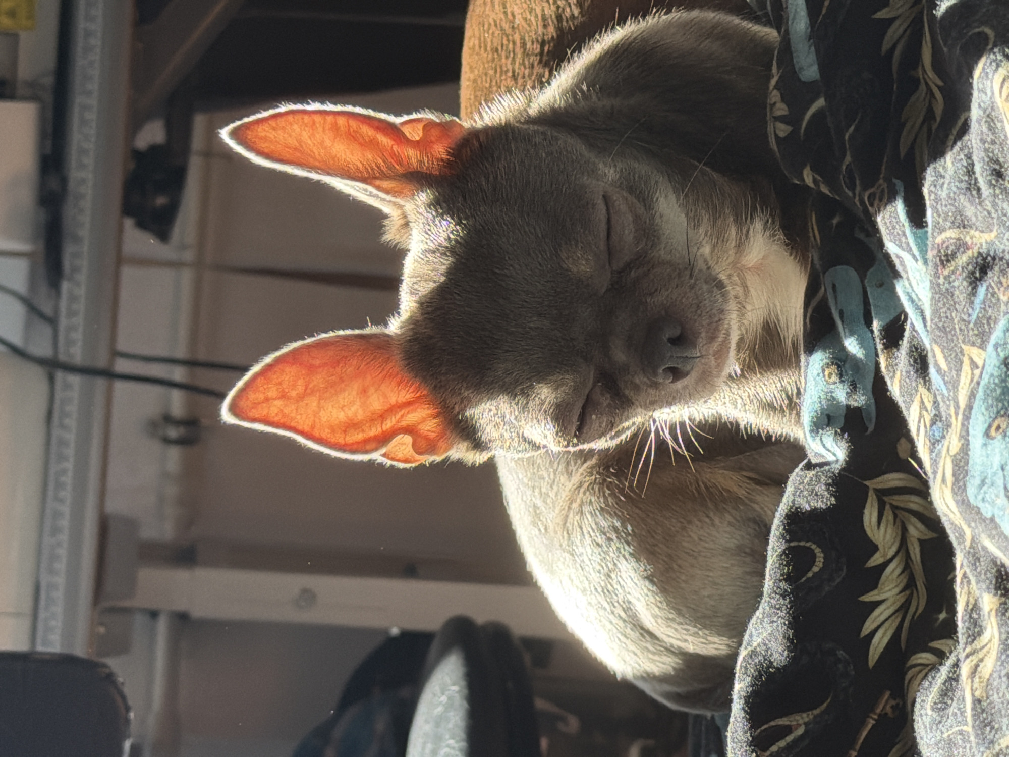A gray Chihuahua with large, translucent ears is sleeping. The ears are illuminated by a strong light, possibly sunlight. The dog is partially covered by a dark, patterned fabric. The background appears to be a cluttered interior space. There is no evidence to suggest the location is Saint Petersburg, Russia.