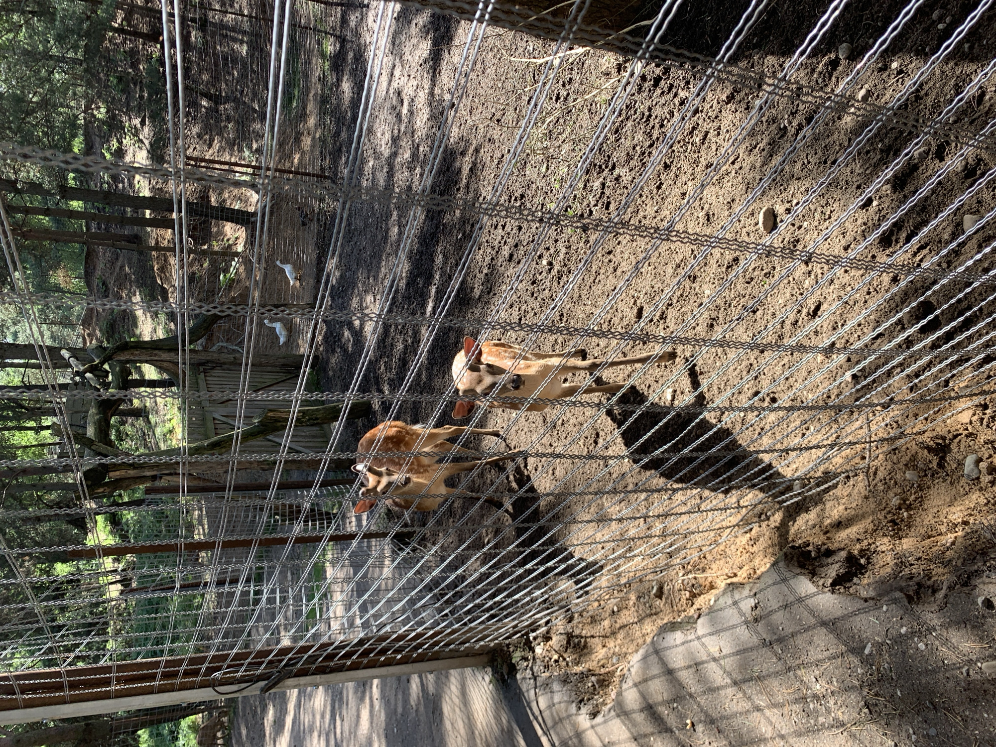 This is a medium shot, eye-level, outdoor, sunny photograph of two young deer within a fenced enclosure in what appears to be a zoo or wildlife park. The enclosure is surrounded by a chain-link fence. The ground inside the enclosure is dirt with some scattered rocks and dried leaves. In the background, there are trees and some wooden structures. Two white birds, possibly ducks or geese, are visible in the distance within the enclosure. The deer are light brown with darker spots and appear to be standing and looking in different directions. One deer is closer to the foreground and the other is further back and to the left. The lighting suggests it is daytime. There is no specific information within the image to suggest a location in the city of Baranavichy, Belarus.