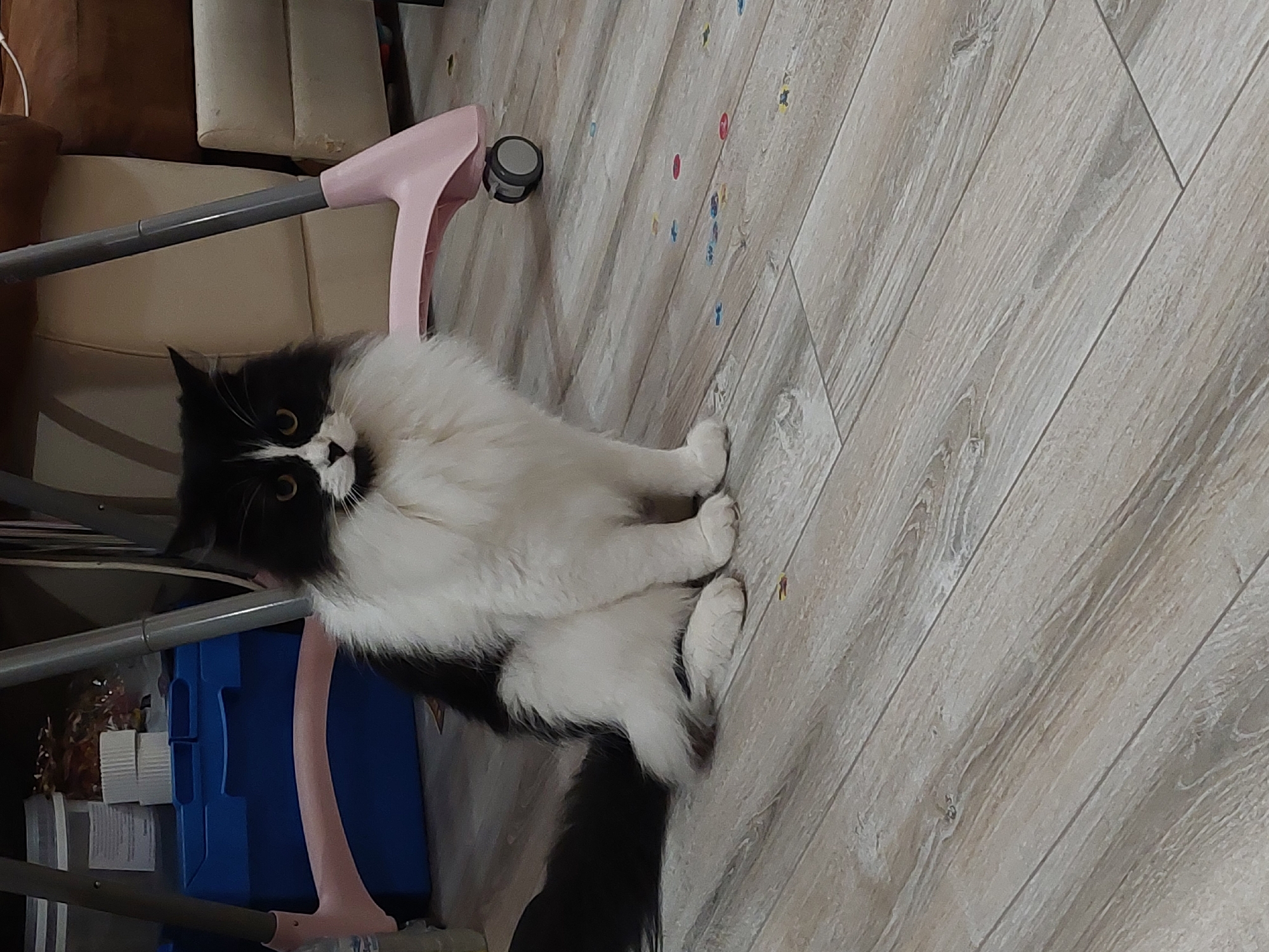 A long-haired black and white cat sits upright on a light-colored wooden floor in an indoor domestic setting in Plovdiv, Bulgaria. The cat has a black head with yellow eyes, a white muzzle, and a prominent white fluffy chest and belly. Its tail is long and black, extended to its left. The cat faces directly forward, looking towards the viewer. The floor is a light-toned wood or laminate with visible grain, and small, colorful, flat pieces of confetti or decorative paper are scattered across it.
In the background to the left of the cat, a blue plastic storage box is partially visible, topped with white cylindrical objects and some papers. This area is partially obscured by a light-pink and grey tubular metal or plastic frame. To the right of the cat, another section of the same light-pink and grey tubular frame, equipped with a grey caster wheel, is visible. Behind the frame and the cat, upholstered furniture, specifically a light beige armrest and a darker brown upholstered surface, can be seen. No people are visible.