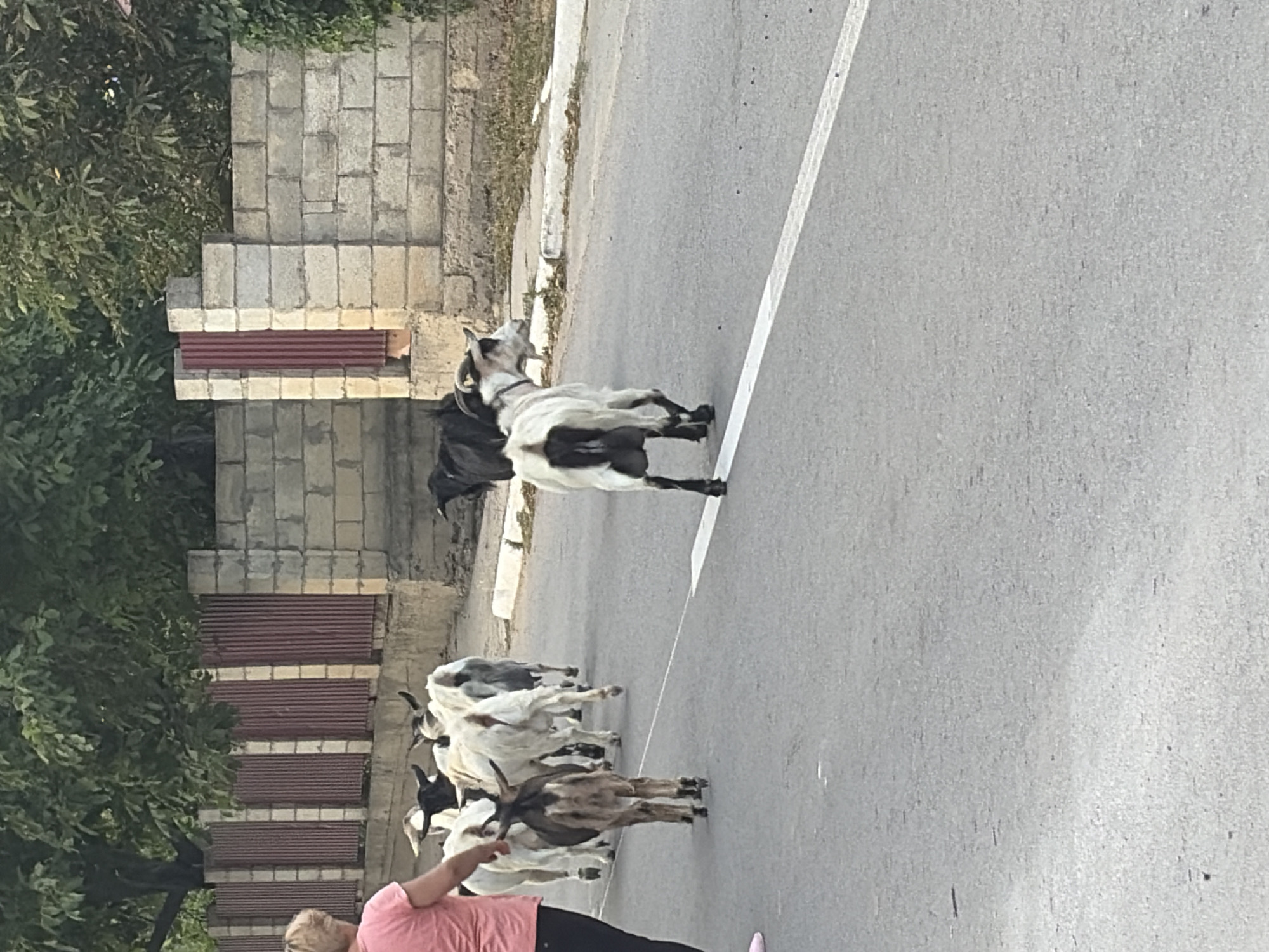 In Oxentea, Moldova, a herd of goats, accompanied by a person, walks down a paved road lined with a fence and a brick wall. The goats are a mix of white, black, and brown, with some having horns. One goat in the foreground is white with black markings on its rear and is facing away from the camera. A black dog is visible in the background, near the fence. The road has a white stripe marking. Trees and greenery are present behind the fence and wall. The sky is not visible.