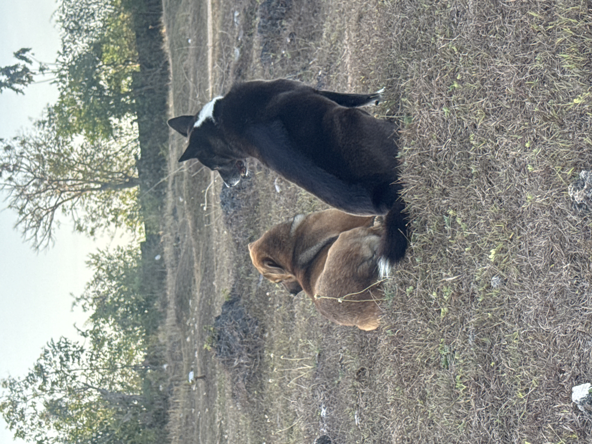 In Kuta Selatan, Indonesia, two dogs are sitting on dry, grassy ground. One dog is a reddish-brown color and is facing away from the camera. The other dog is black and white and is sitting next to the reddish-brown dog, also facing away from the camera. In the background, there are trees and a bright sky.