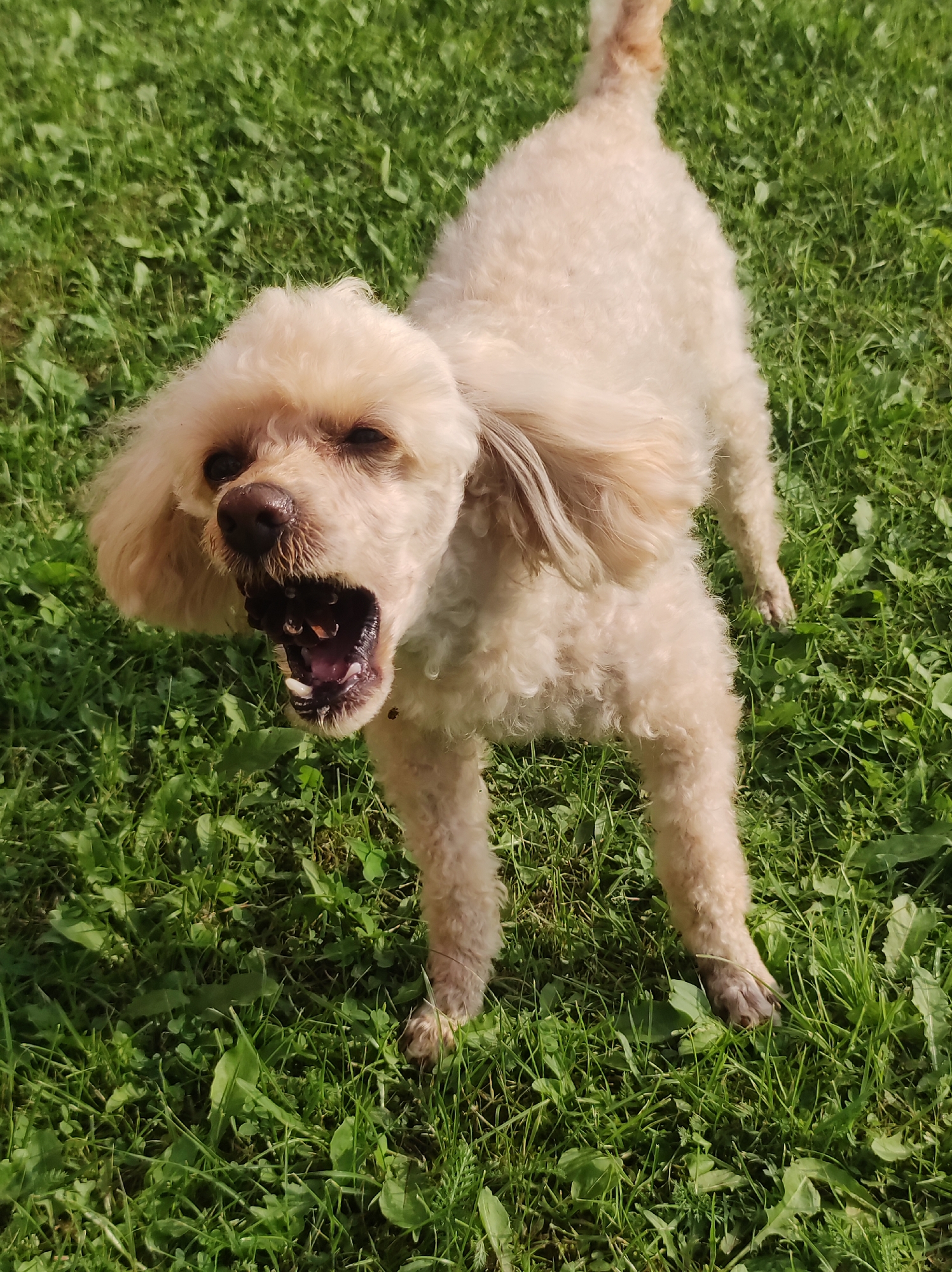 A light-colored poodle stands on a grassy lawn with its mouth open, appearing to bark or yawn. The dog is facing the camera, and its fur is curly. The background consists of green grass and some shadows, suggesting it is daytime. The specific location in the city of Фоки, Russia cannot be determined from the image alone.
