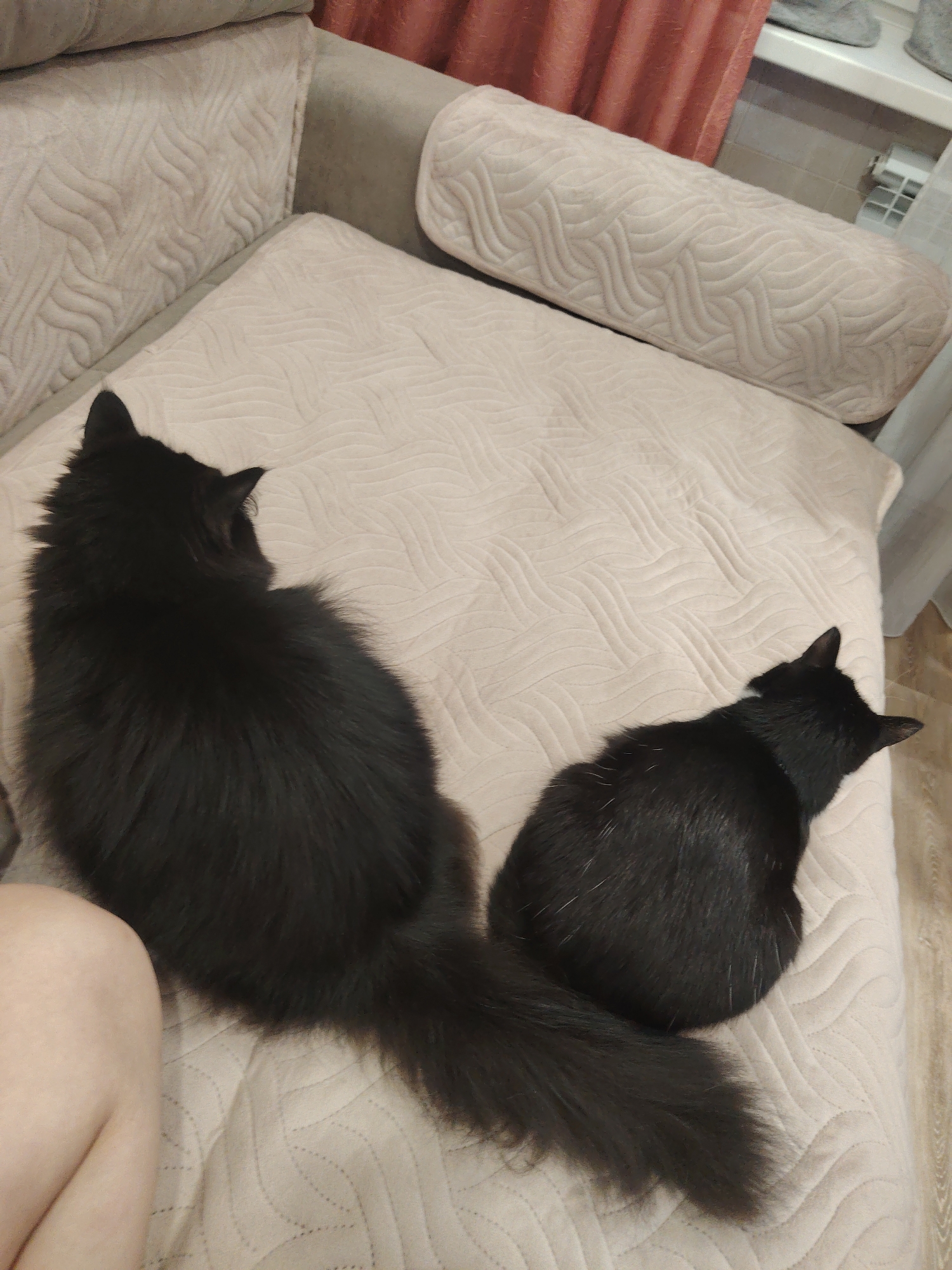 Two black cats are resting on a beige couch. The cat on the left is larger and fluffier, with its back to the camera. The cat on the right is smaller and sleeker, also with its back to the camera. A person's leg is visible on the left side of the image, partially on the couch. The couch has a textured pattern. The background shows a curtain and a window.