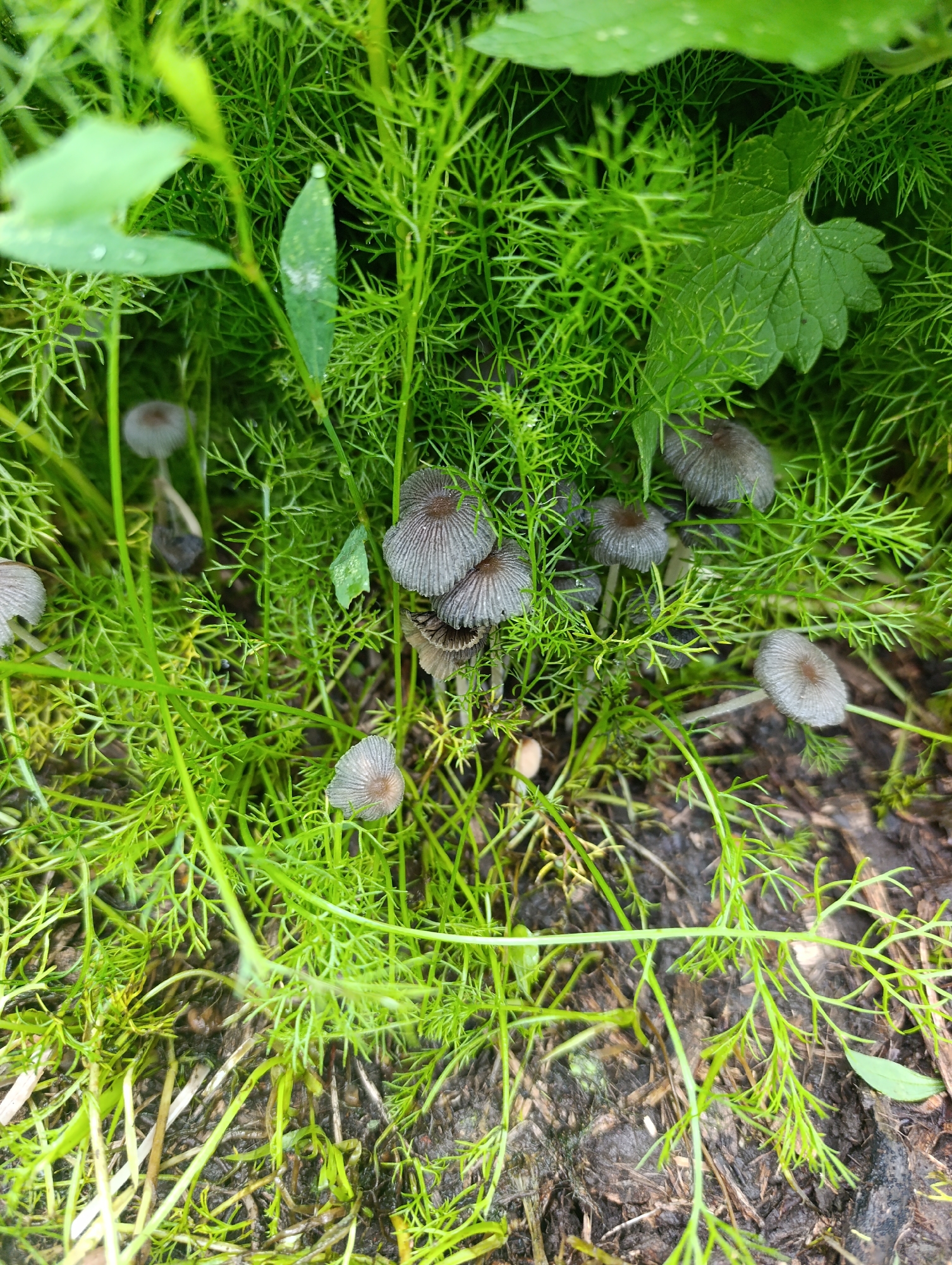 The image shows a close-up view of a cluster of small, greyish-brown mushrooms growing amongst dense, feathery green foliage. The mushrooms have delicate, ribbed caps and slender stems. Some of the caps are slightly open, revealing their gills. They are scattered throughout the lower and central portions of the frame, some appearing in groups and others more solitary.
The surrounding vegetation is vibrant green and appears moist, with dew drops visible on some of the leaves and delicate fronds. The foliage is finely divided, creating a soft, textured background for the mushrooms. In the upper part of the image, larger green leaves are present, some with defined veins. The ground beneath the plants is visible as dark, damp soil, with some scattered organic debris.
The overall impression is one of a natural, damp environment, likely a forest floor or a shaded garden area. The lighting suggests it might be daytime, possibly after rain, given the dew. No people are visible, and the focus is entirely on the natural elements. The scene is tranquil and emphasizes the intricate details of the fungi and plant life. No text is visible in the image.