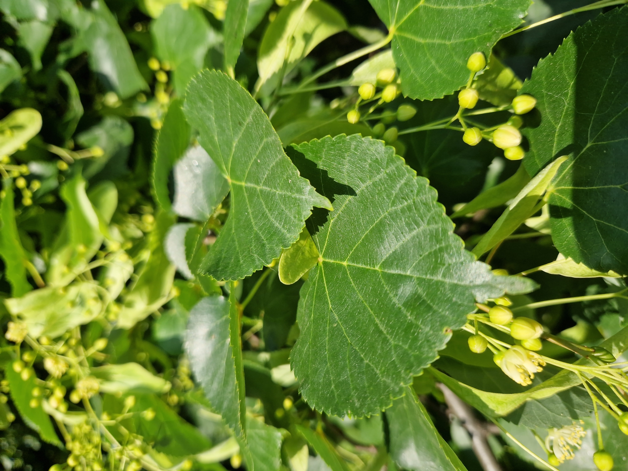 A close-up, eye-level shot captures a cluster of vibrant green linden tree leaves and developing buds. The heart-shaped leaves exhibit prominent veins and serrated edges. Several small, pale yellow flower buds are visible, some beginning to open and reveal delicate white petals. The background consists of more blurred green foliage, indicating a lush, natural setting. The lighting suggests a bright, sunny day, casting subtle shadows on the leaves. The image does not depict any people or structures. The location is an unspecified outdoor area in Sofia, Bulgaria, likely a park or garden, where linden trees are common.
