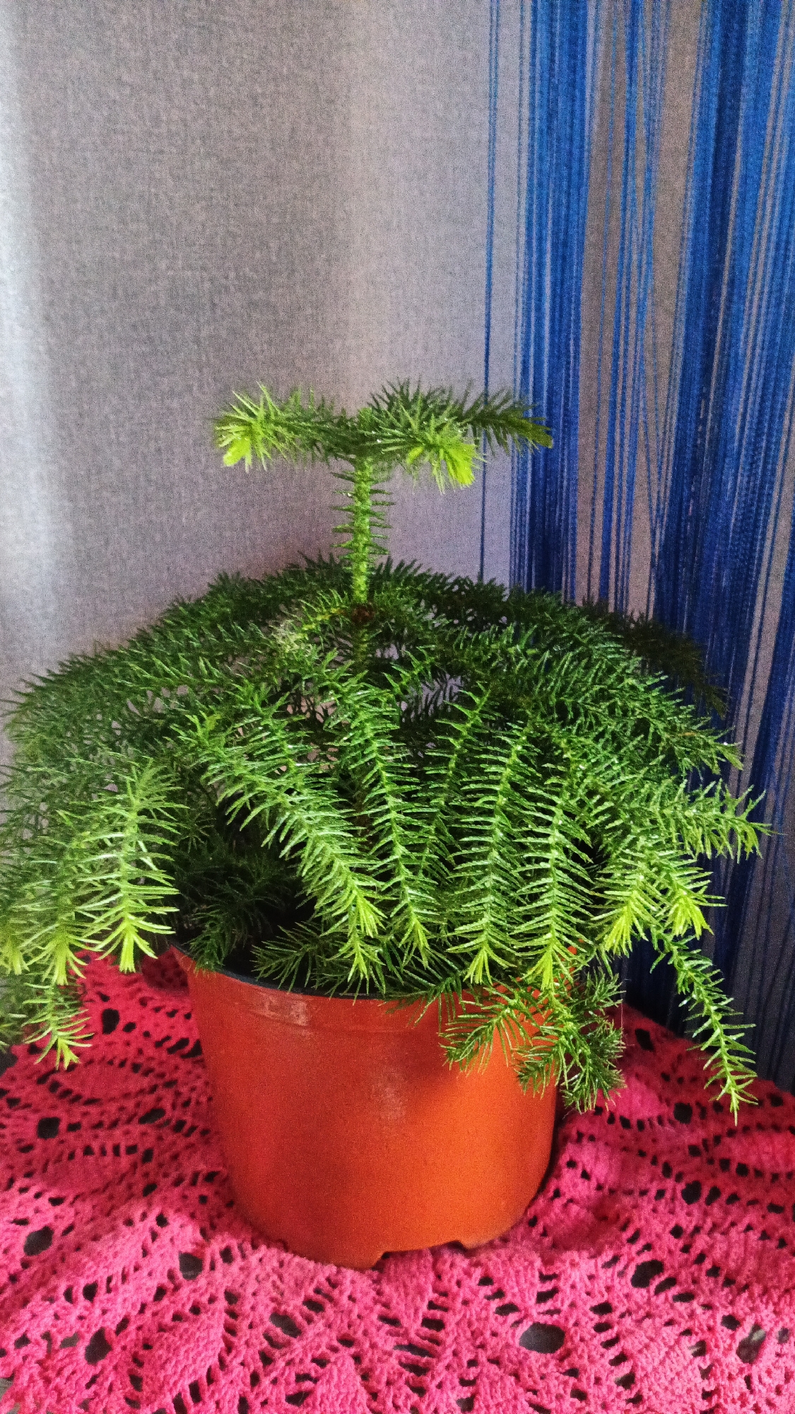 A potted green plant with delicate, needle-like leaves sits on a pink crocheted doily. The plant is in an orange plastic pot and is positioned in front of a backdrop of vertical blinds, alternating between blue and gray. The blinds suggest an indoor setting. The lighting is soft, indicating it could be daytime, possibly overcast, or an indoor setting with diffused light. There are no people visible in the image. The scene is simple and domestic, focusing on the plant as the central subject.