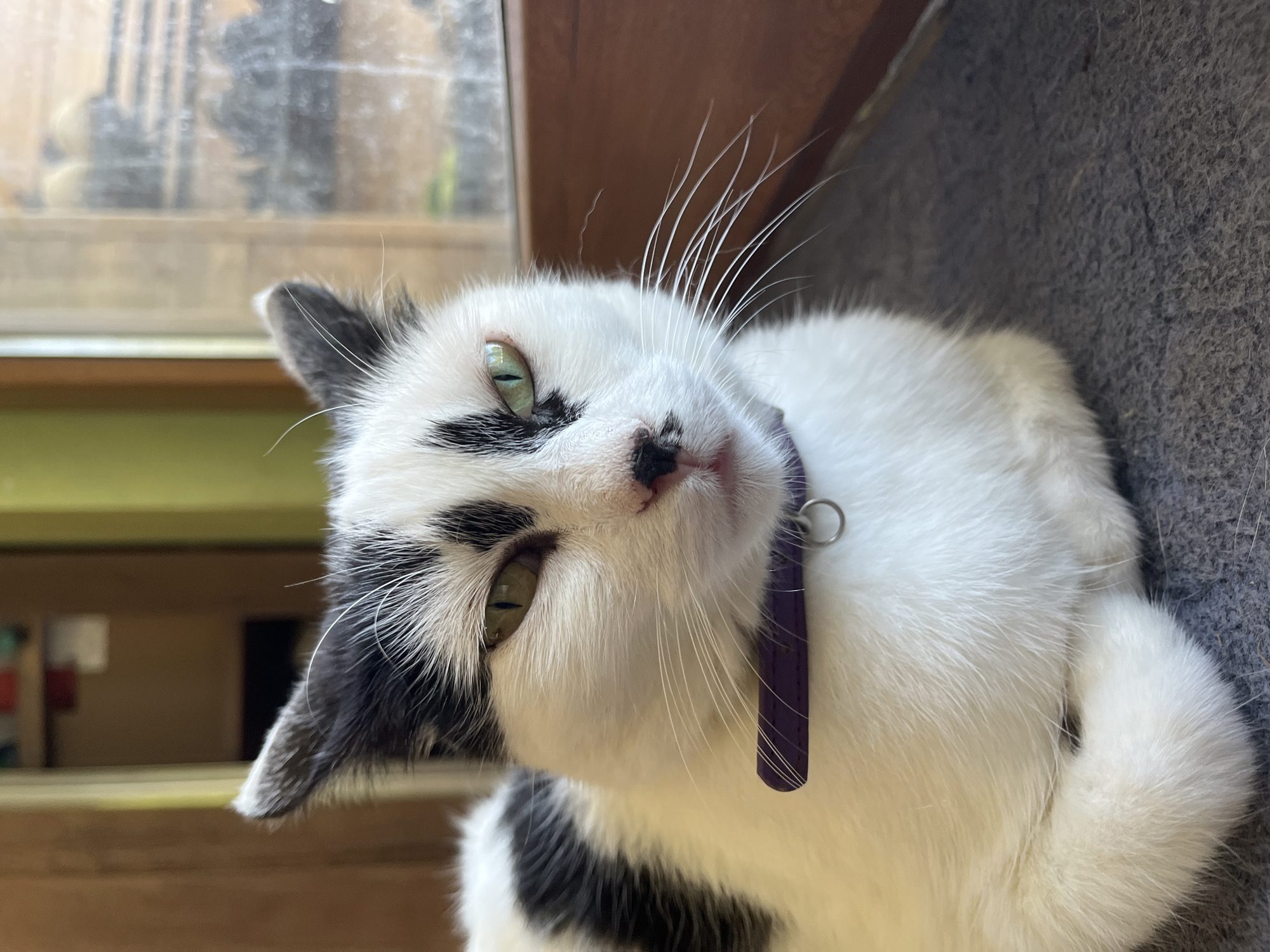 A medium shot captures a black and white cat with green eyes sitting on a dark gray carpet. The cat is wearing a purple collar with a silver ring. The cat's fur is primarily white with black markings on its head, ears, and back. The background is blurred, showing a wooden surface on the right and a glimpse of a room with shelves and objects on the left. The scene is indoors, likely in a residential setting in Ureki, Georgia.