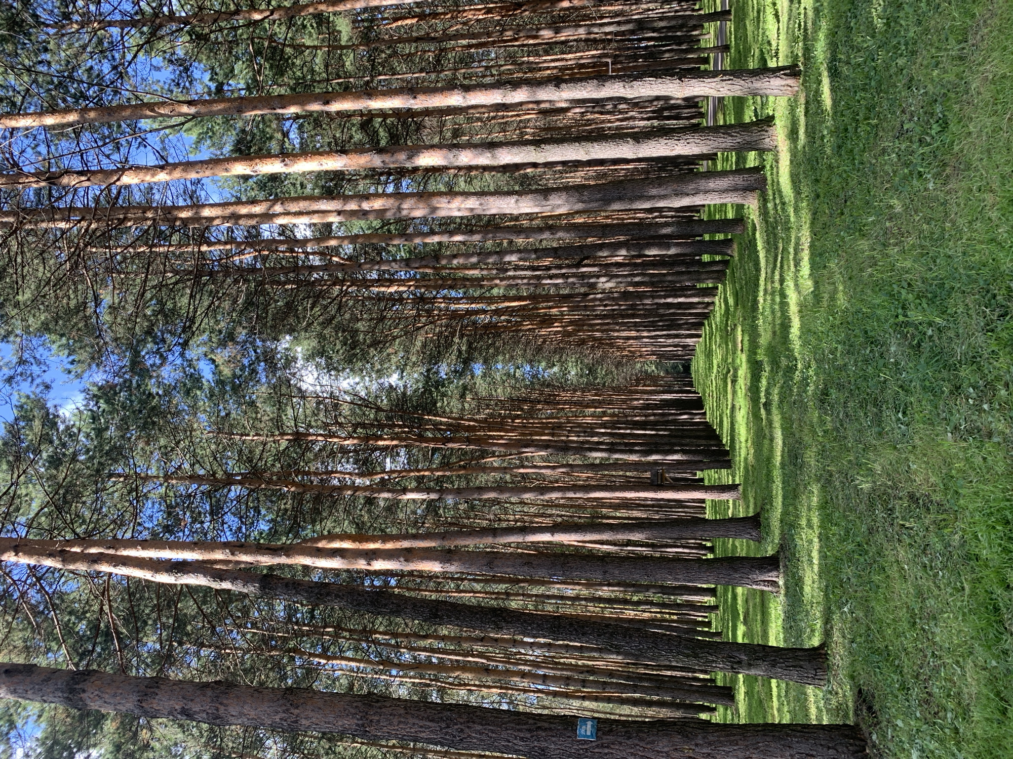 The image depicts a sun-dappled pine forest, likely a park or recreational area, with a neatly mown grassy path cutting through the center. Tall, slender pine trees with rough, reddish-brown bark line the path, creating a sense of depth and symmetry. Sunlight filters through the dense green canopy, casting shadows on the vibrant green grass. The sky is a clear blue with scattered white clouds. On the left side of the path, a small blue sign with white text and an arrow is affixed to a tree. The scene suggests a tranquil, natural environment within a populated area. This location is identified as the Alley of Heroes in Prokopyevsk, Russia, a memorial park dedicated to local heroes of the Great Patriotic War and Soviet times, featuring portraits of distinguished individuals.