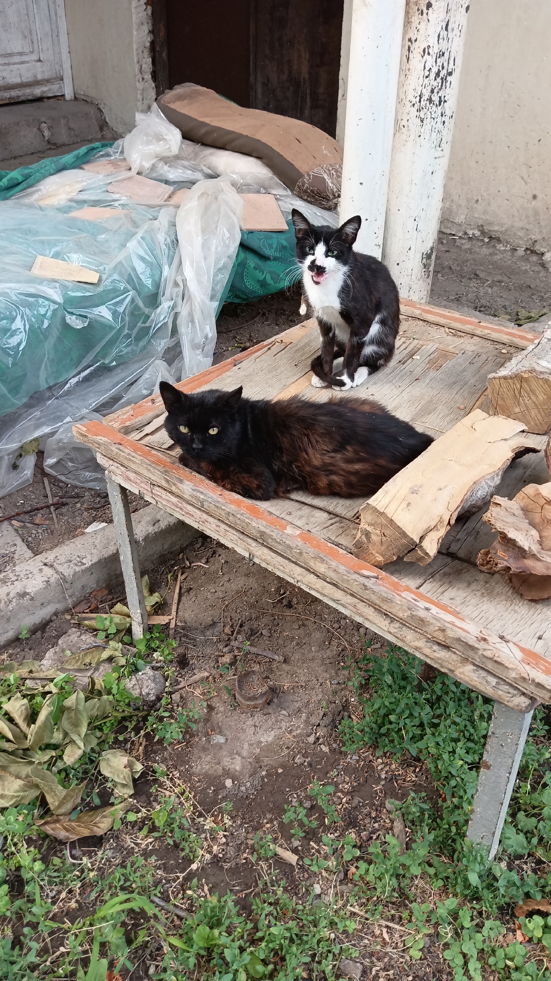Two cats, one black and one black and white, are resting on a weathered wooden table outdoors. The black cat is lying down on the left side of the table, while the black and white cat is sitting upright on the right side, looking towards the camera with its mouth open. The table is placed on uneven ground with sparse vegetation. In the background, there is a building with a door and some debris, including plastic sheeting and a cushion. The scene appears to be in a semi-urban or rural outdoor area, potentially a yard or alleyway. The lighting suggests it is daytime. The overall impression is one of a common outdoor setting with domestic animals.