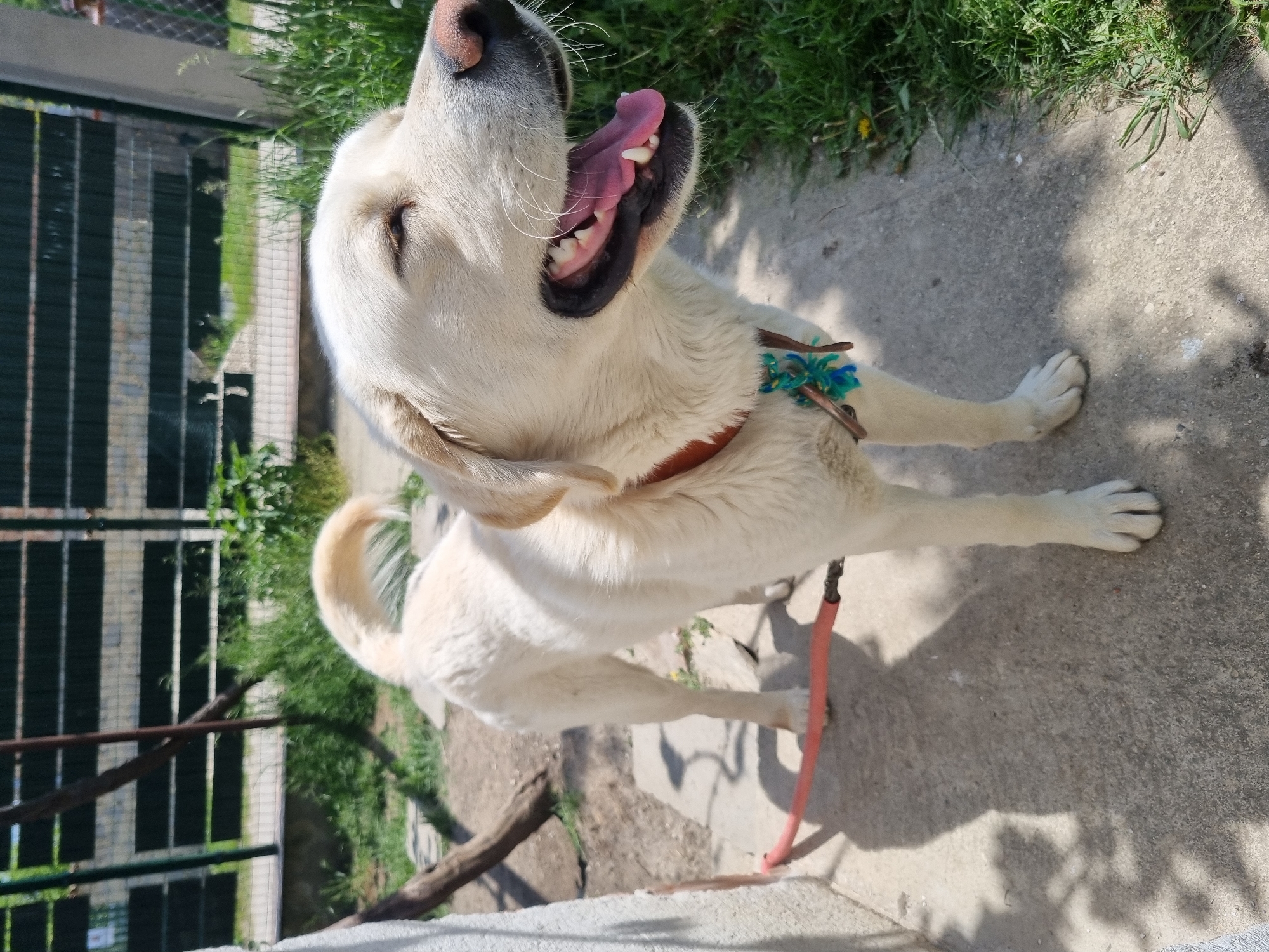 The image shows a light-colored Labrador Retriever dog outdoors. The dog is on a concrete surface with grass and foliage in the background, including a fence. The dog wears a red collar with a decorative blue and green element and is attached to a red leash. The dog's mouth is open, suggesting it might be panting or yawning. The location is Galabovtsi, Bulgaria.