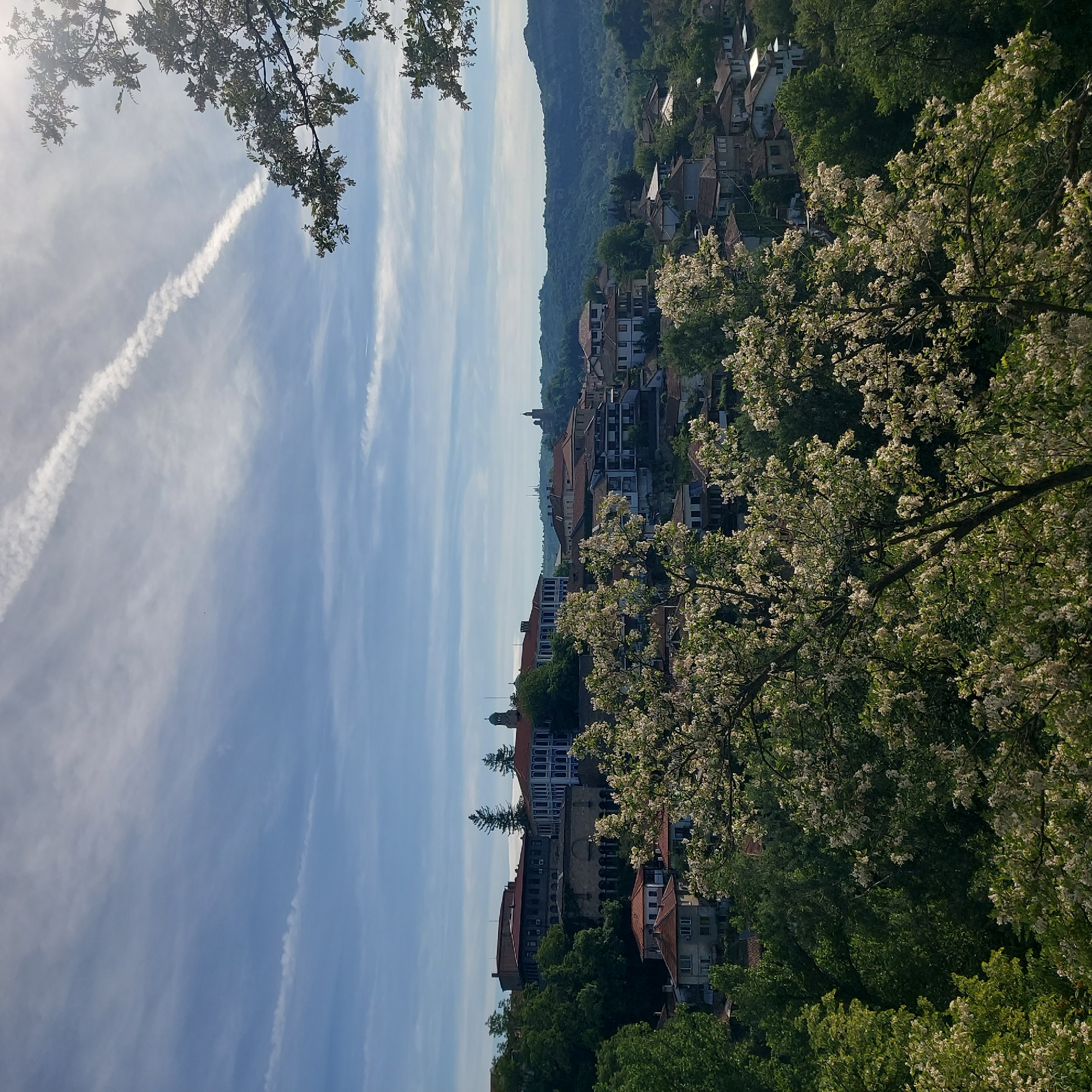 The image presents a view of Veliko Tarnovo, Bulgaria, characterized by its cityscape nestled amidst natural landscapes. The sky, a pale blue, is streaked with contrails and wispy clouds. In the foreground, verdant trees frame the view, their branches adorned with white blossoms. The built environment features buildings with red-tiled roofs and white facades, characteristic of the region's architecture. A hill rises in the distance, its slopes covered in dense vegetation. No people are visible in the image.