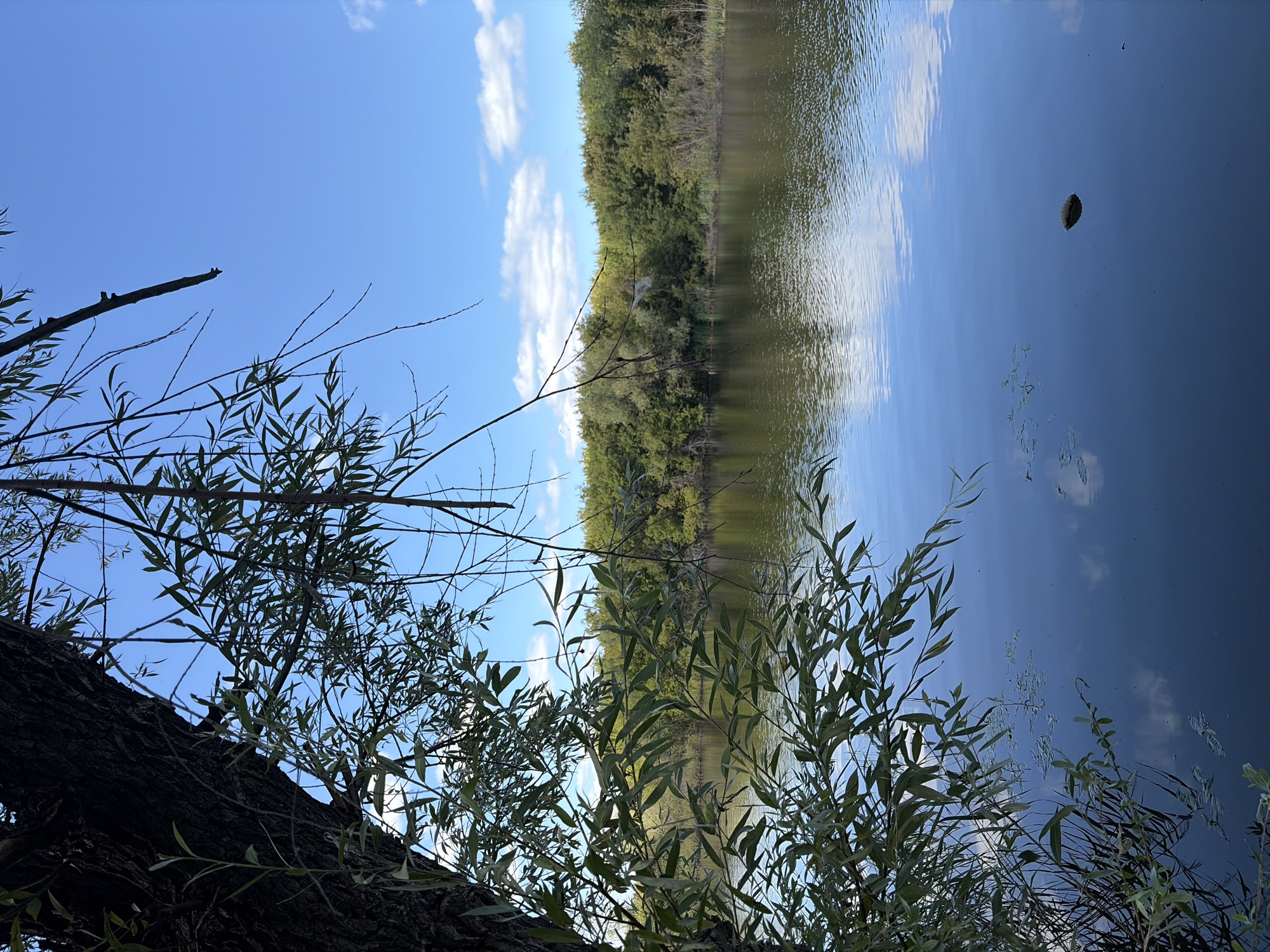 A serene, natural landscape photo features a calm lake reflecting a bright blue sky dotted with scattered white clouds. In the foreground, the rough, dark bark of a large tree trunk is visible on the left, with its branches and numerous thin, green leaves extending over the water. The far bank of the lake is lined with a dense, vibrant green forest. The water's surface is smooth, disturbed only by gentle ripples and a few small pieces of floating debris. The overall scene depicts a tranquil, undeveloped natural setting.