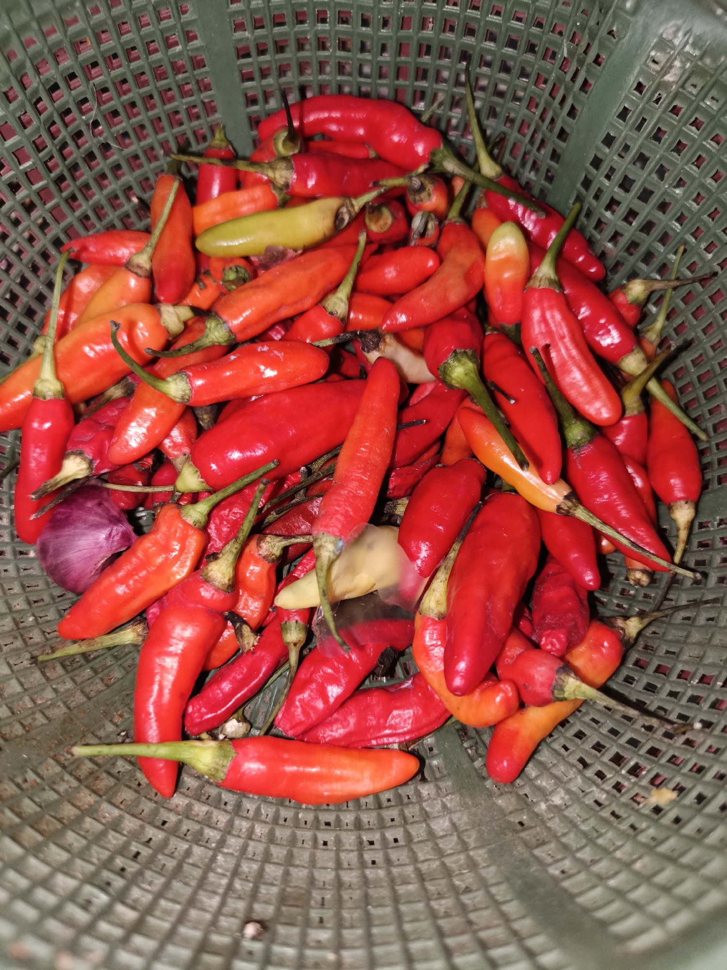 A close-up, high-angle shot shows a dark green, plastic basket filled with a pile of small red chili peppers. Some of the peppers are bright red, while others have a slightly orange hue. A few of the chilies are green or yellowish. A single red onion is partially visible on the left side of the basket. The basket is placed on a surface that appears to be made of the same green plastic material, with a textured grid pattern. The lighting is overhead, casting shadows within the basket, highlighting the glossy texture of the peppers. The image captures a still life of fresh produce.